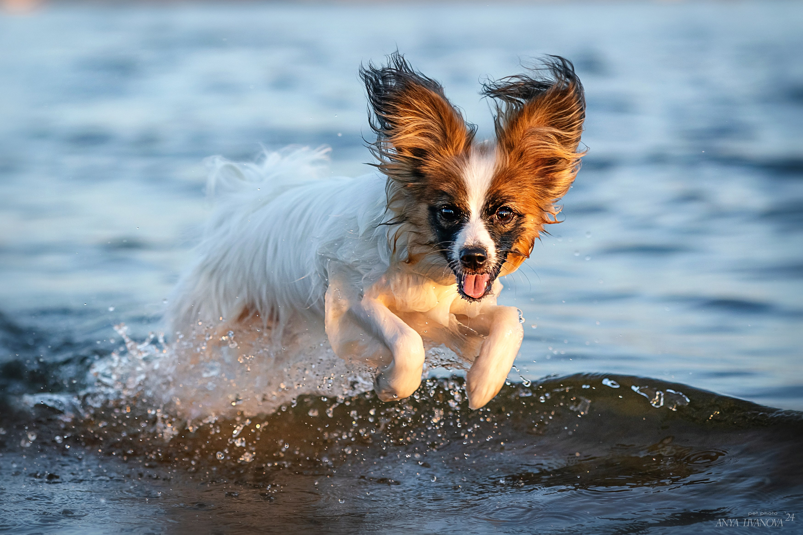Хьюстон. Фотограф анималист Аня Ливанова | Рыбинск