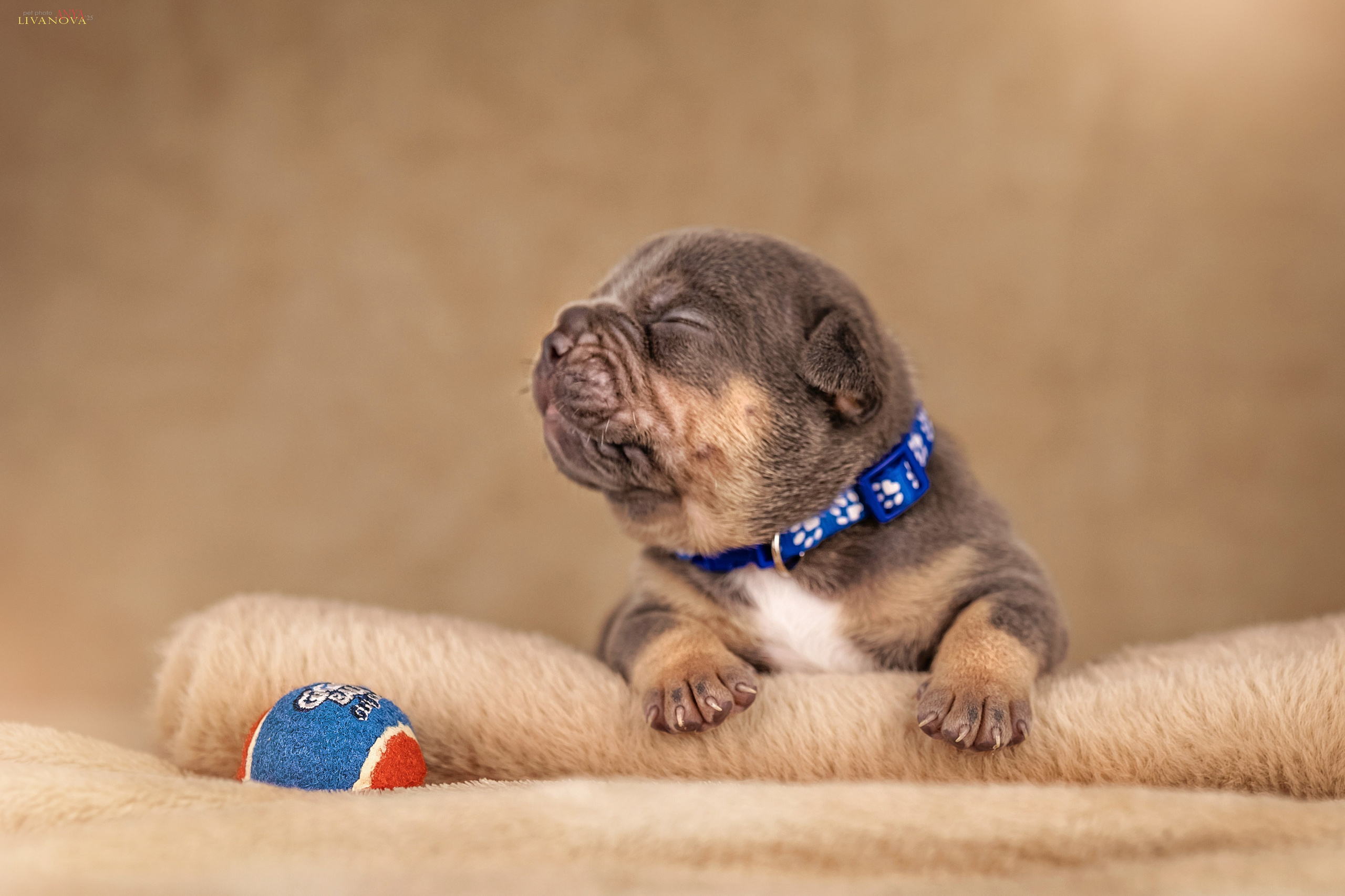 Амбулли. Фотограф анималист Аня Ливанова | Рыбинск