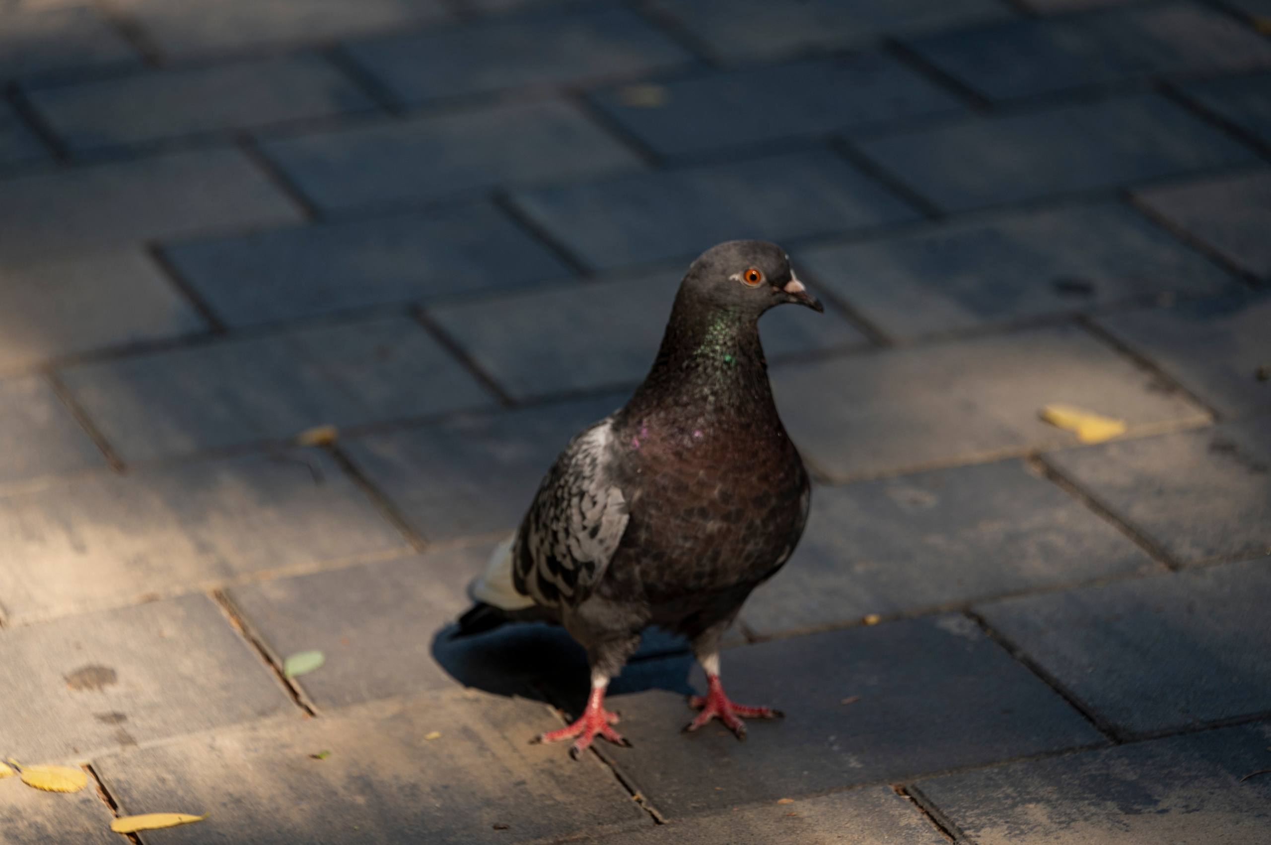 Волгоград. Сентябрь 2023. Фотограф Роман Адлер