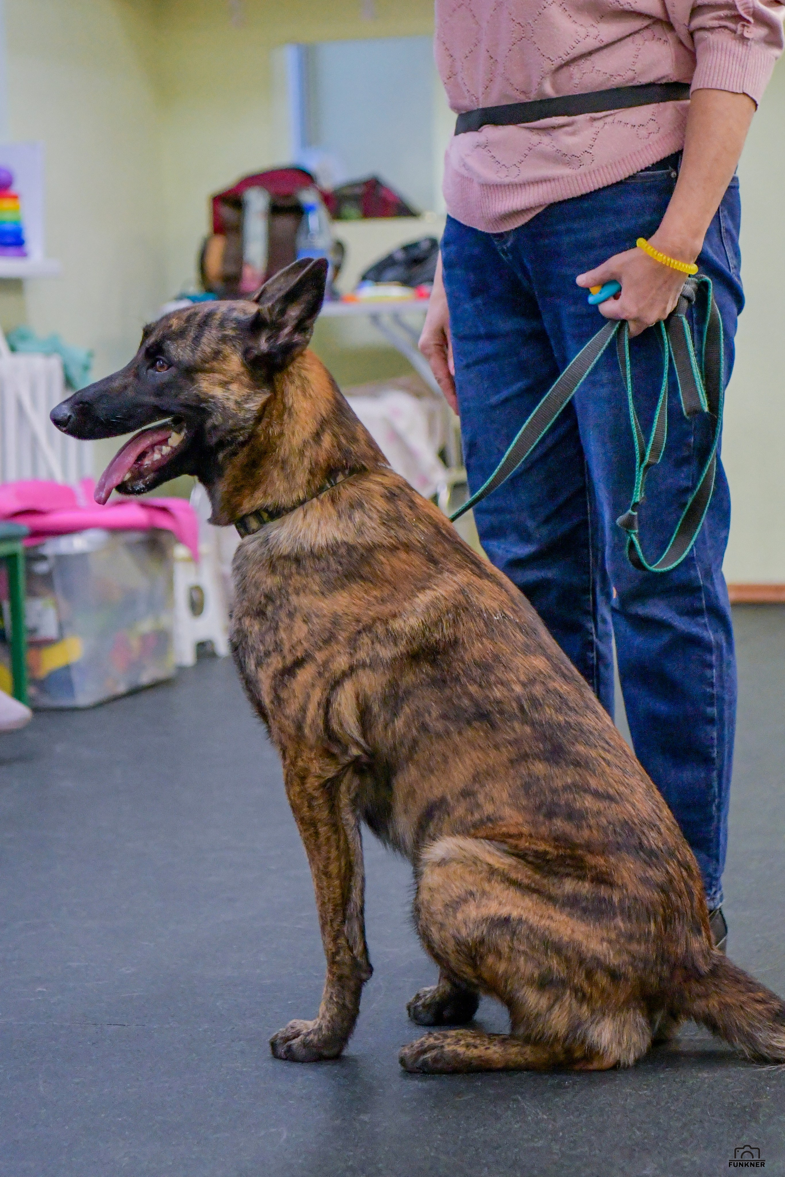 Кинологический клуб «Бодрый хвост». Свой взгляд через объектив