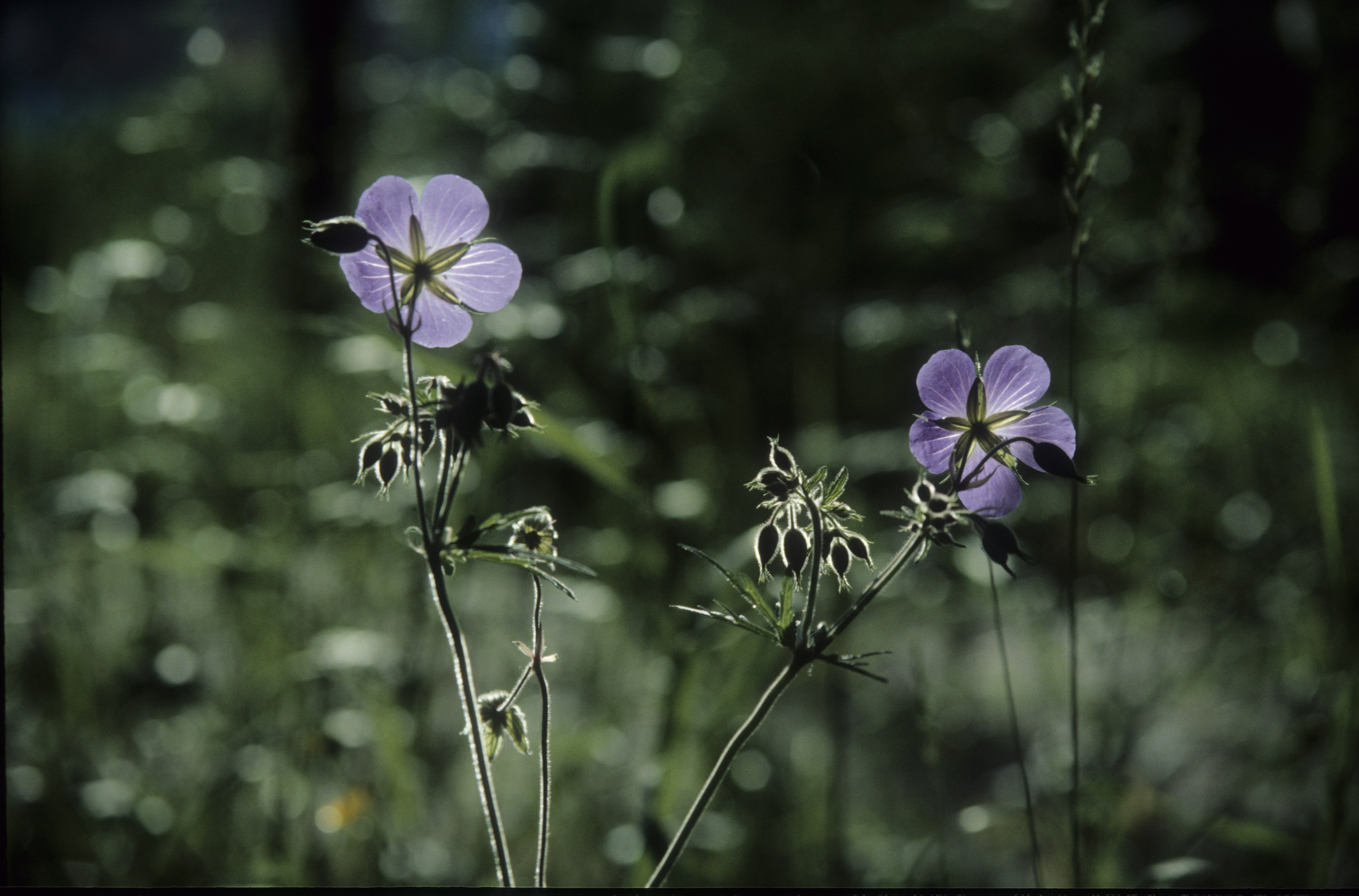 Лето в городе. Фотограф в Санкт-Петербурге Березовский Даниил