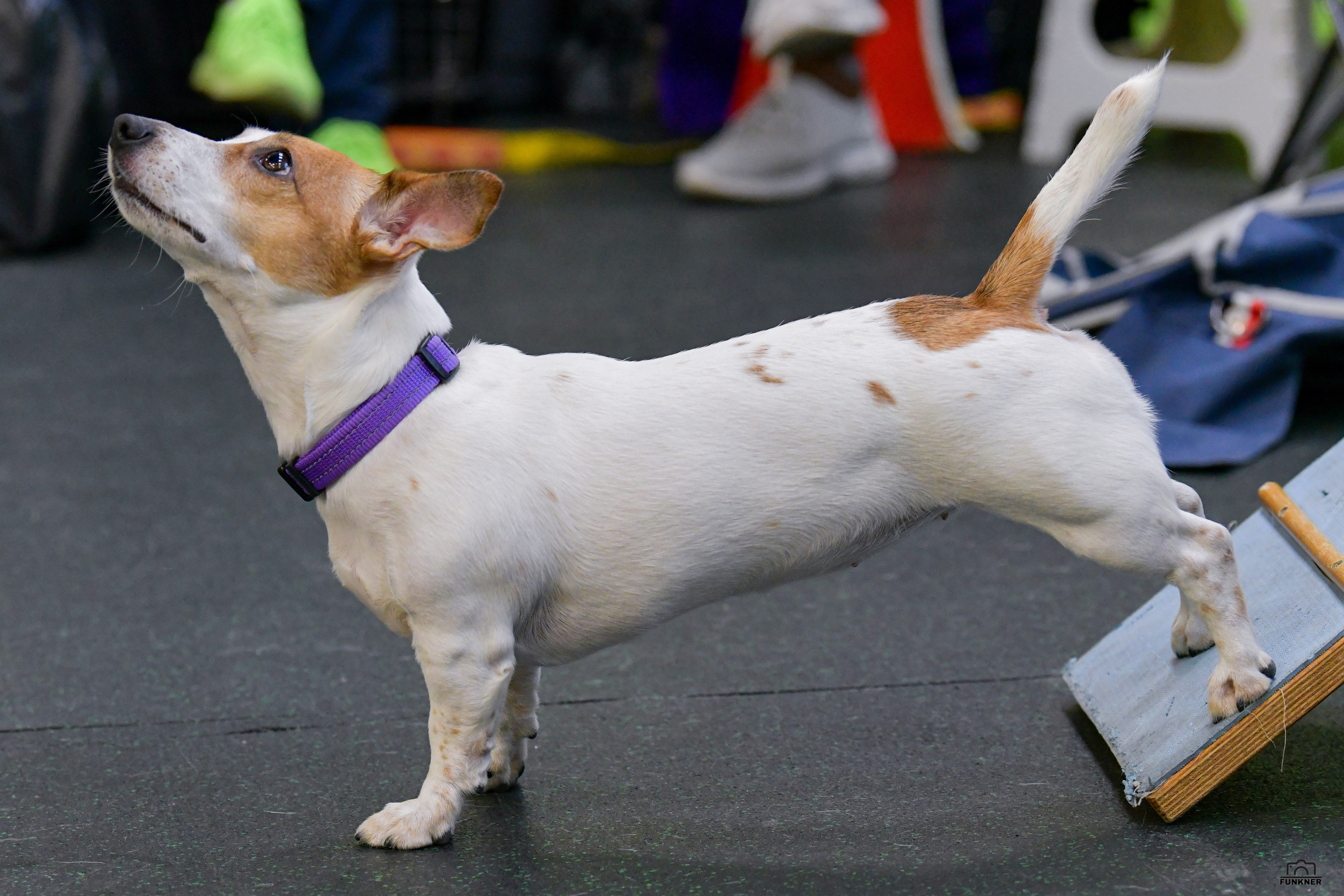 Кинологический клуб «Бодрый хвост». Свой взгляд через объектив