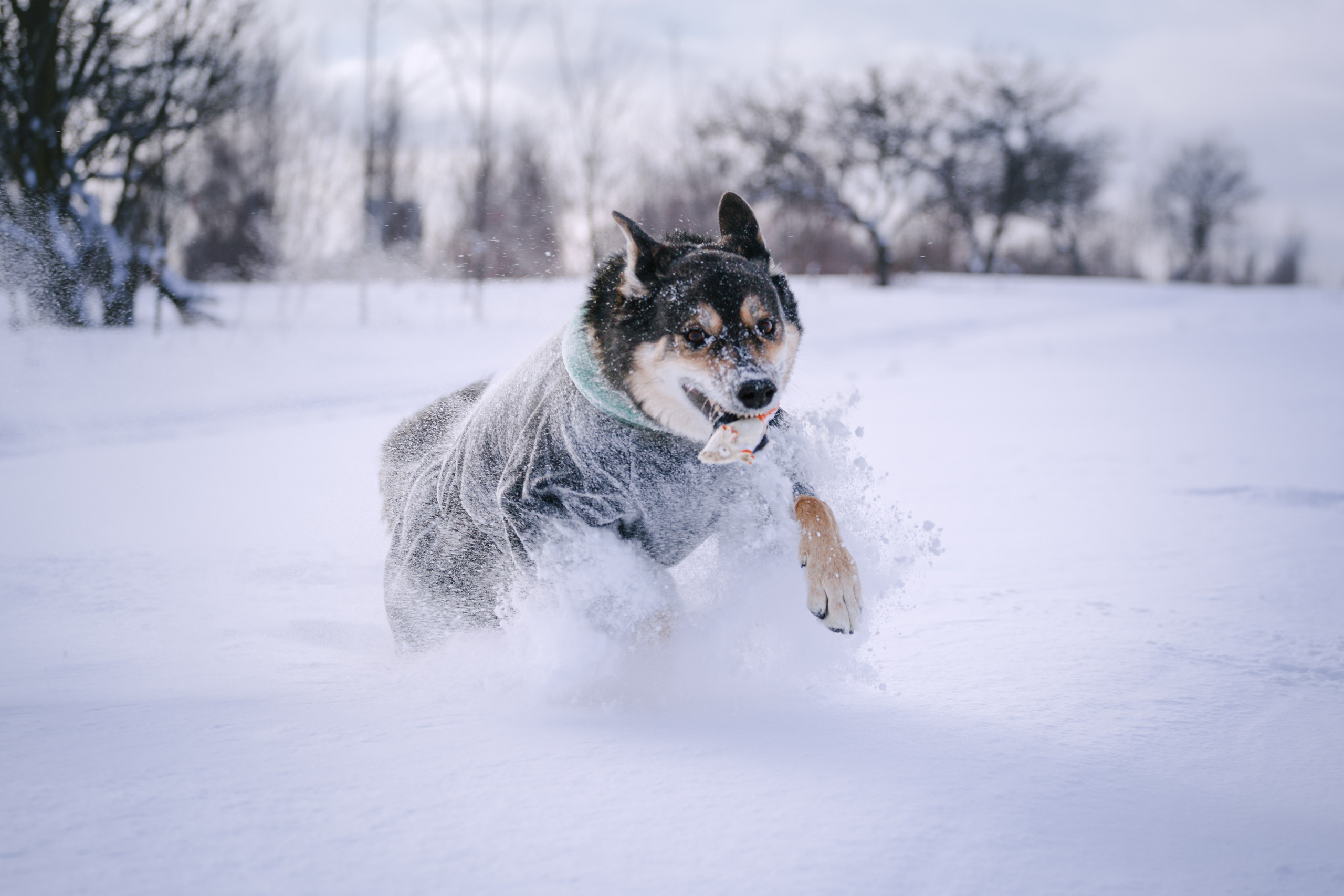Зимняя экспресс съемка Дюка. Фотограф-анималист Татьяна Степанова