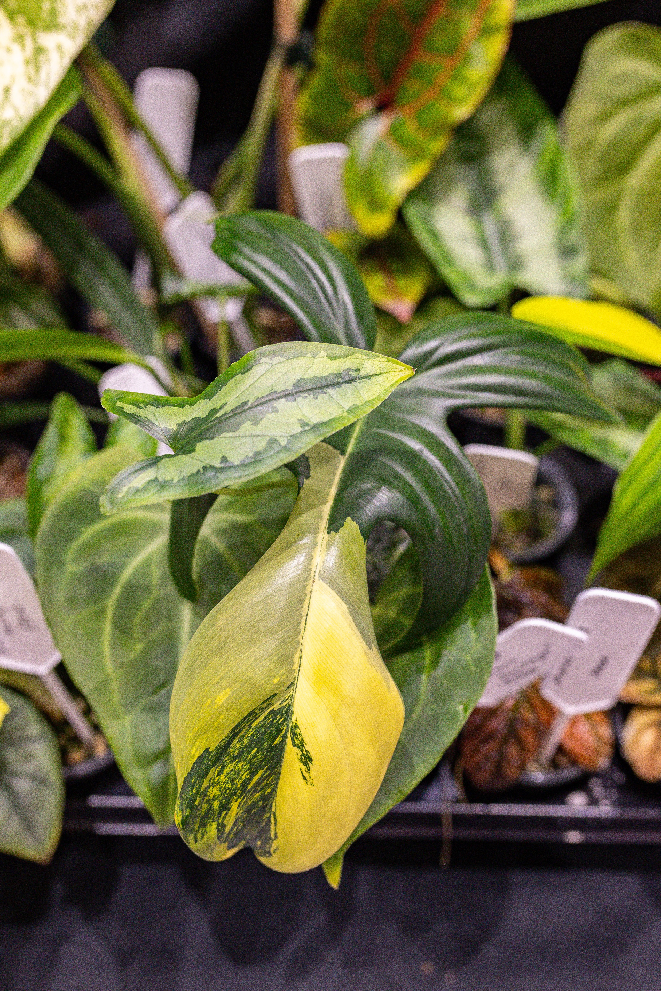 Монстериум 11–12 октября. Александра Куликова фотограф, Москва