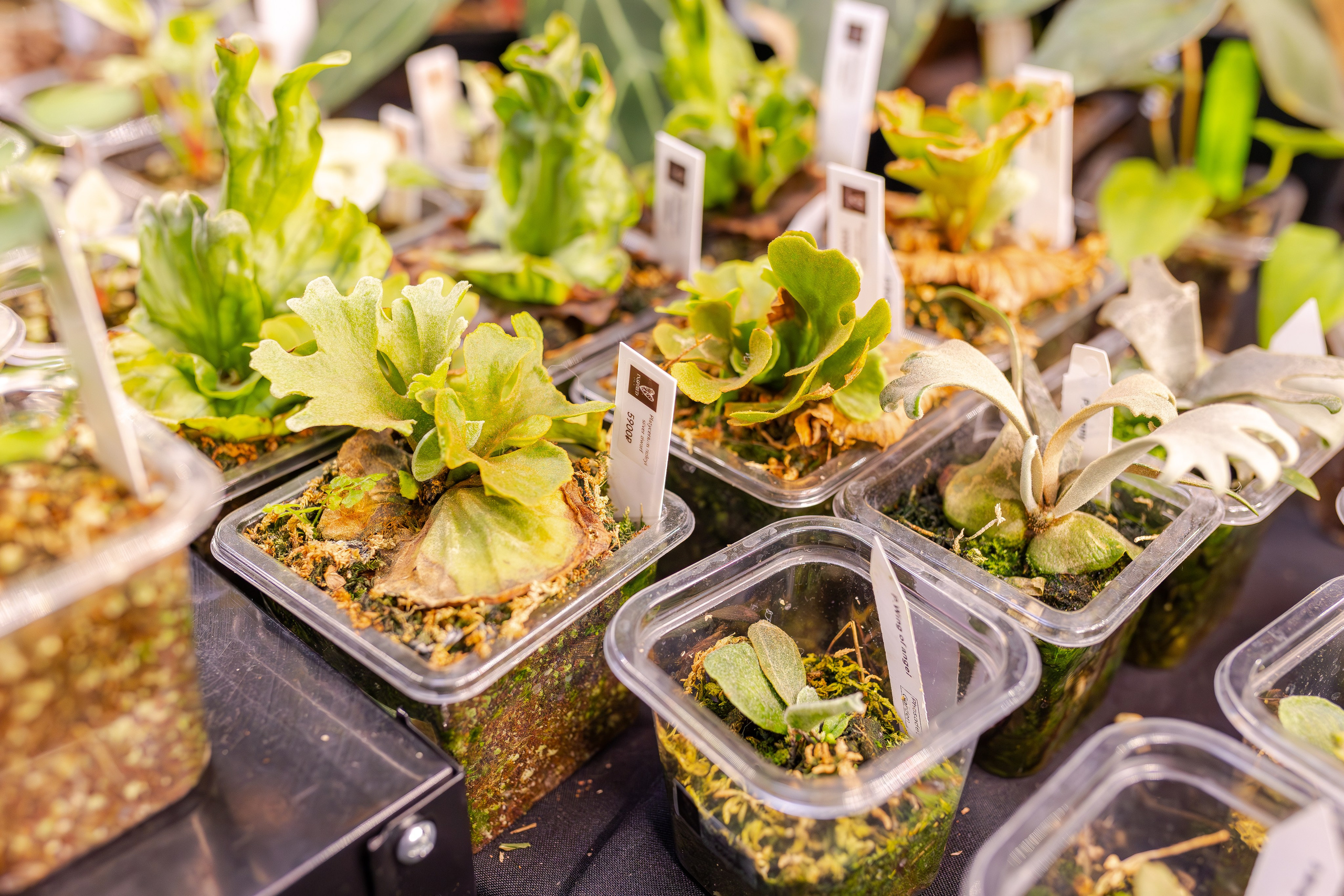 Монстериум апрель 2026. Александра Куликова фотограф, Москва