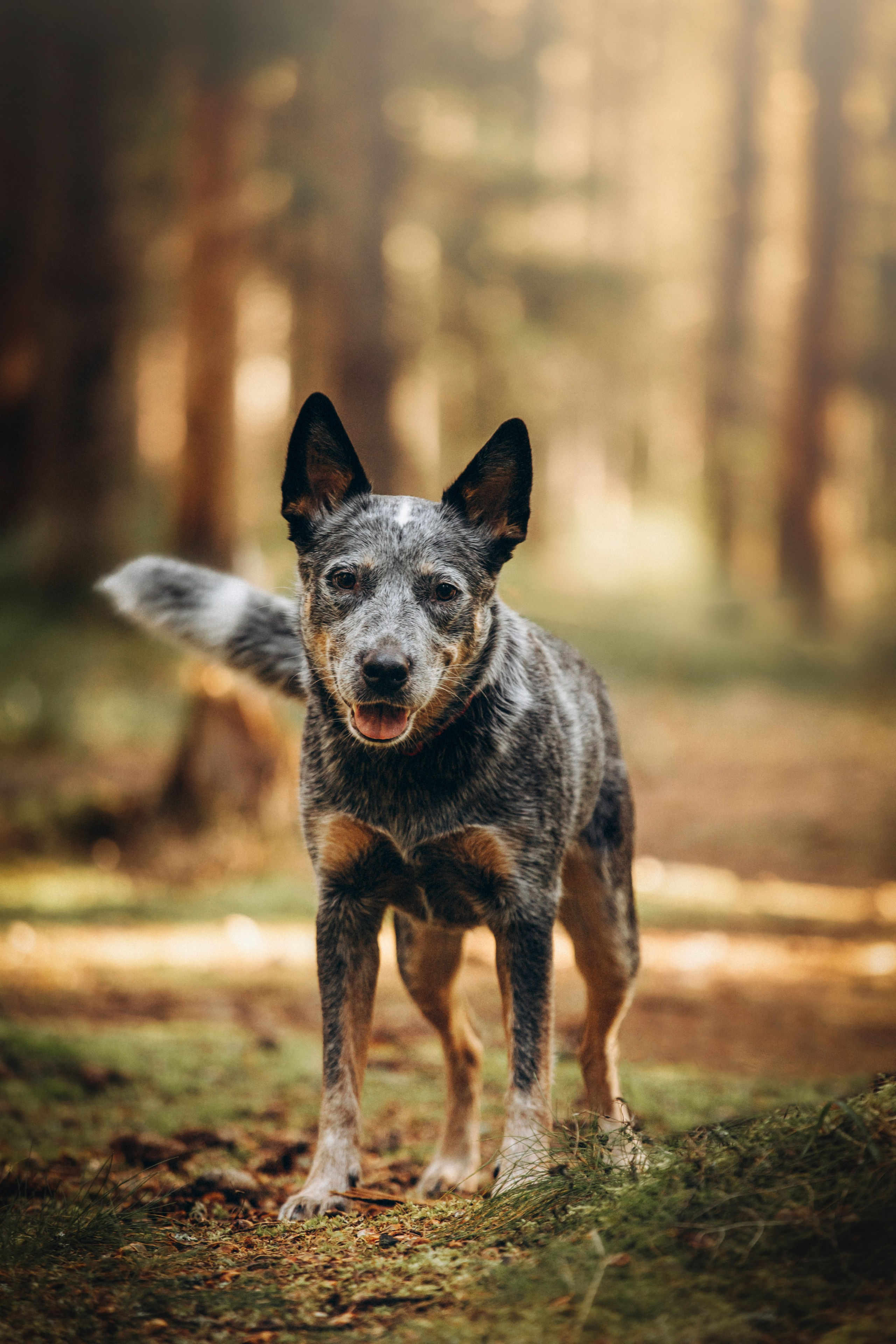 Оля и Мотечка. Фотограф — Анималист | Санкт-Петербург