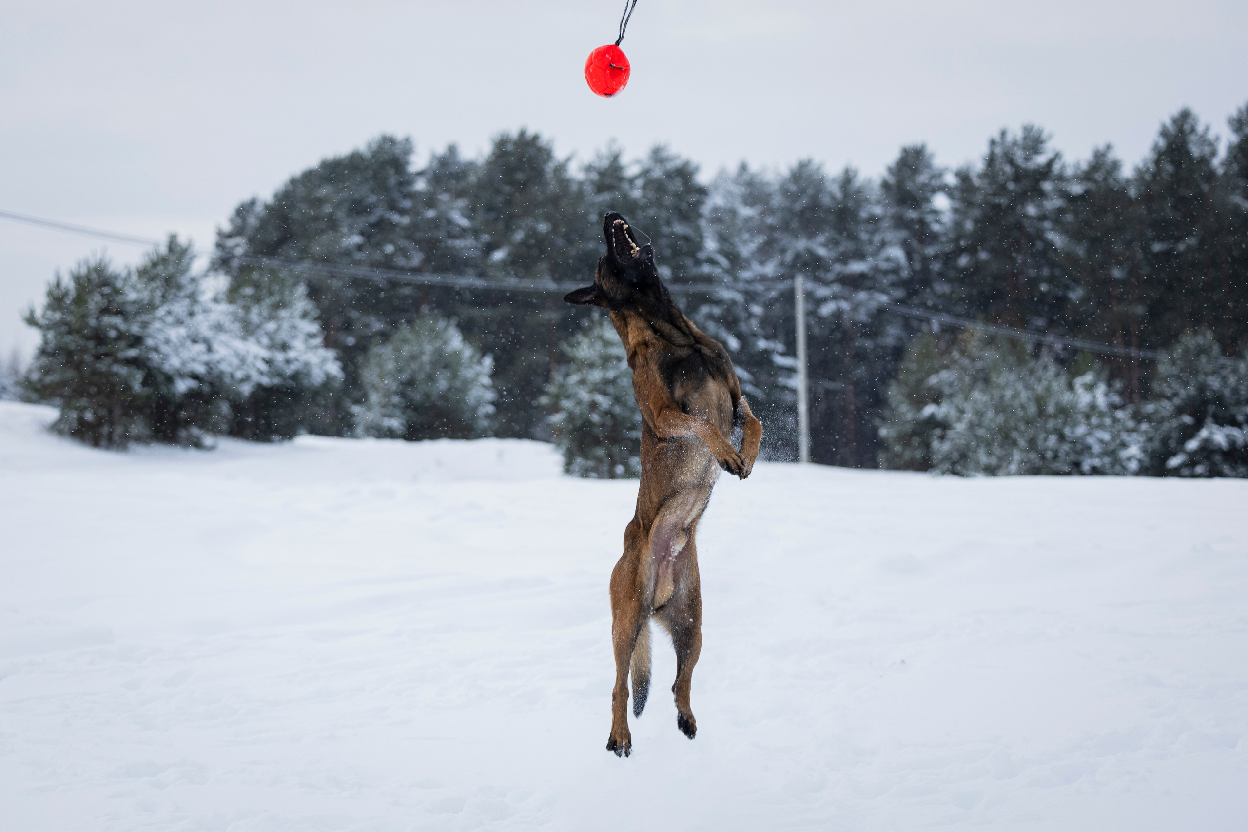 Рики. Фотограф-анималист Анна Маринич
