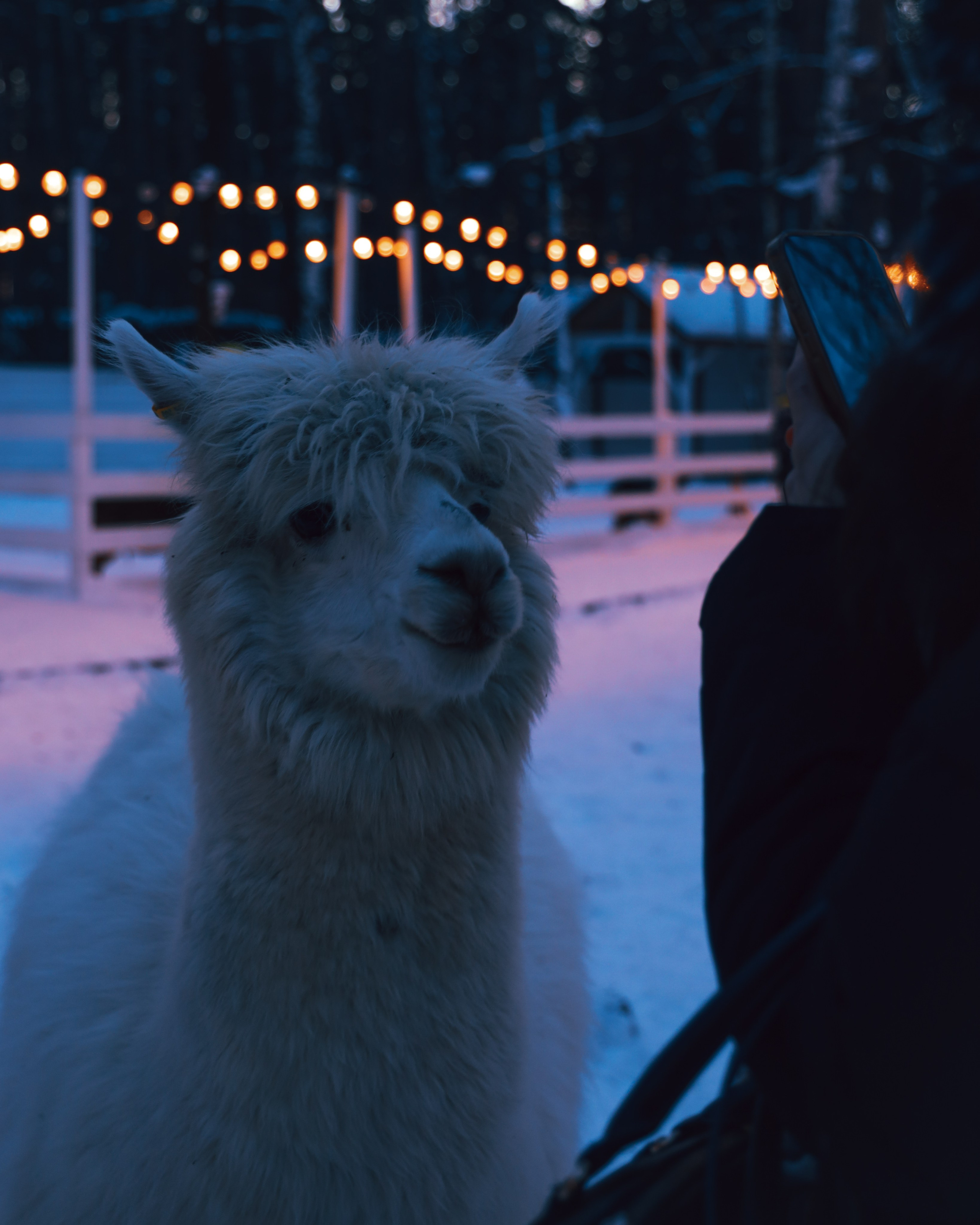 Alpaca park. Фотограф/дизайнер в Екатеринбурге Хитрый Дмитрий