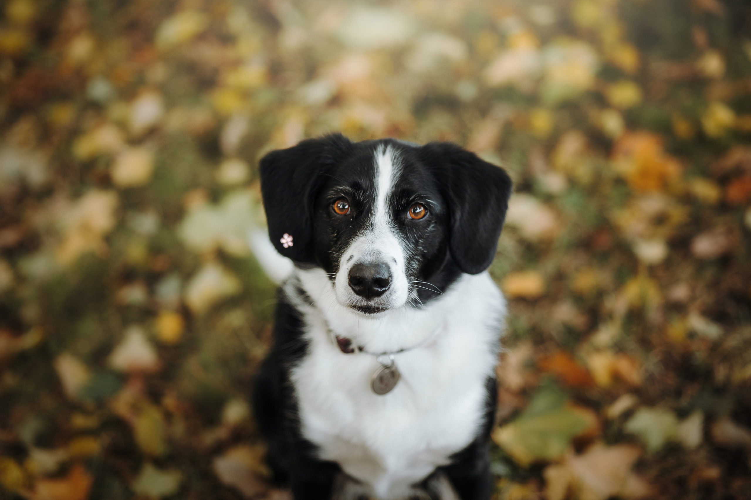 Мишель и ее семья. Фотограф — Анималист | Санкт-Петербург