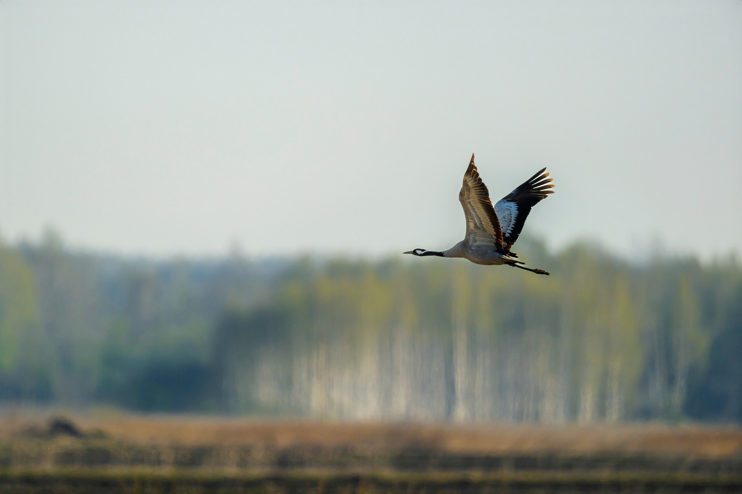 Жабы и журавль. Wildlife photography by Sergey Puponin