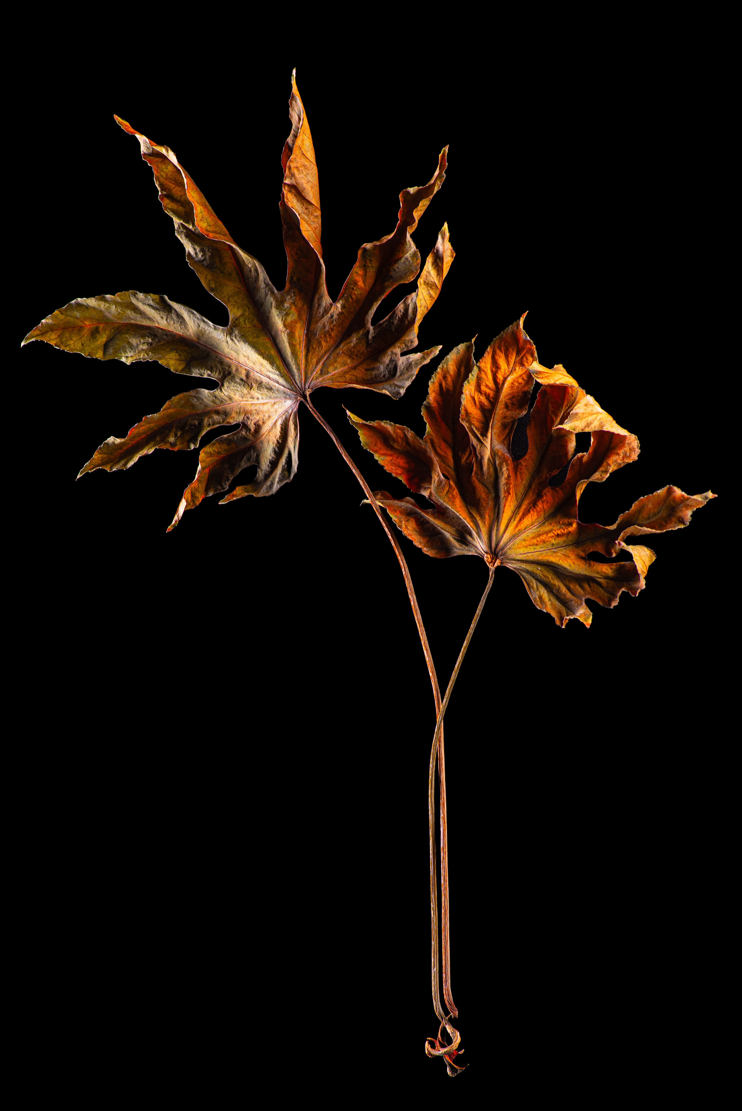 Пара сухих удивительной формы листа растения на чёрном фоне, как арт-объект.