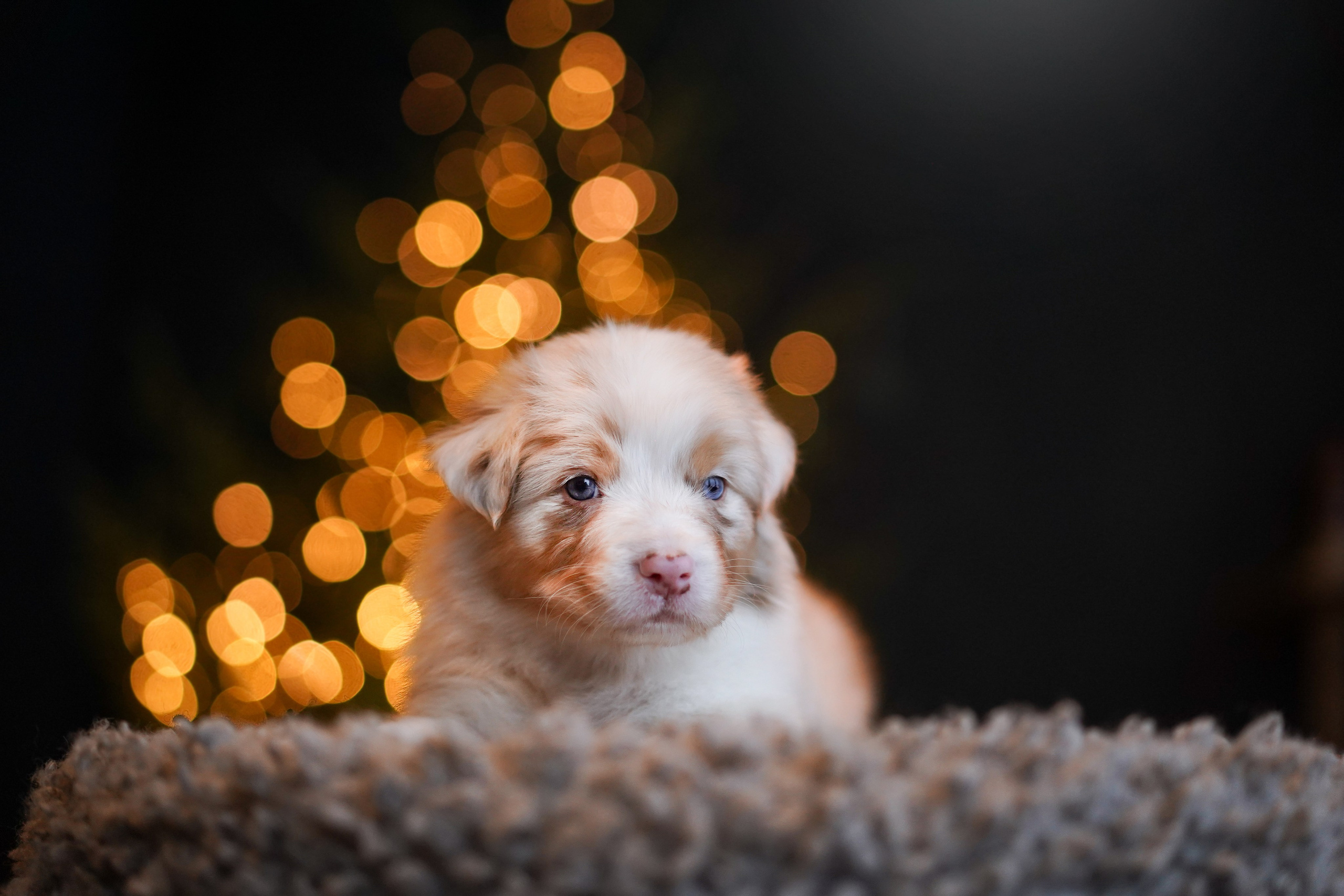 Щенки австралийской овчарки. Фотограф-анималист в Санкт-Петербурге Яна Мартынова