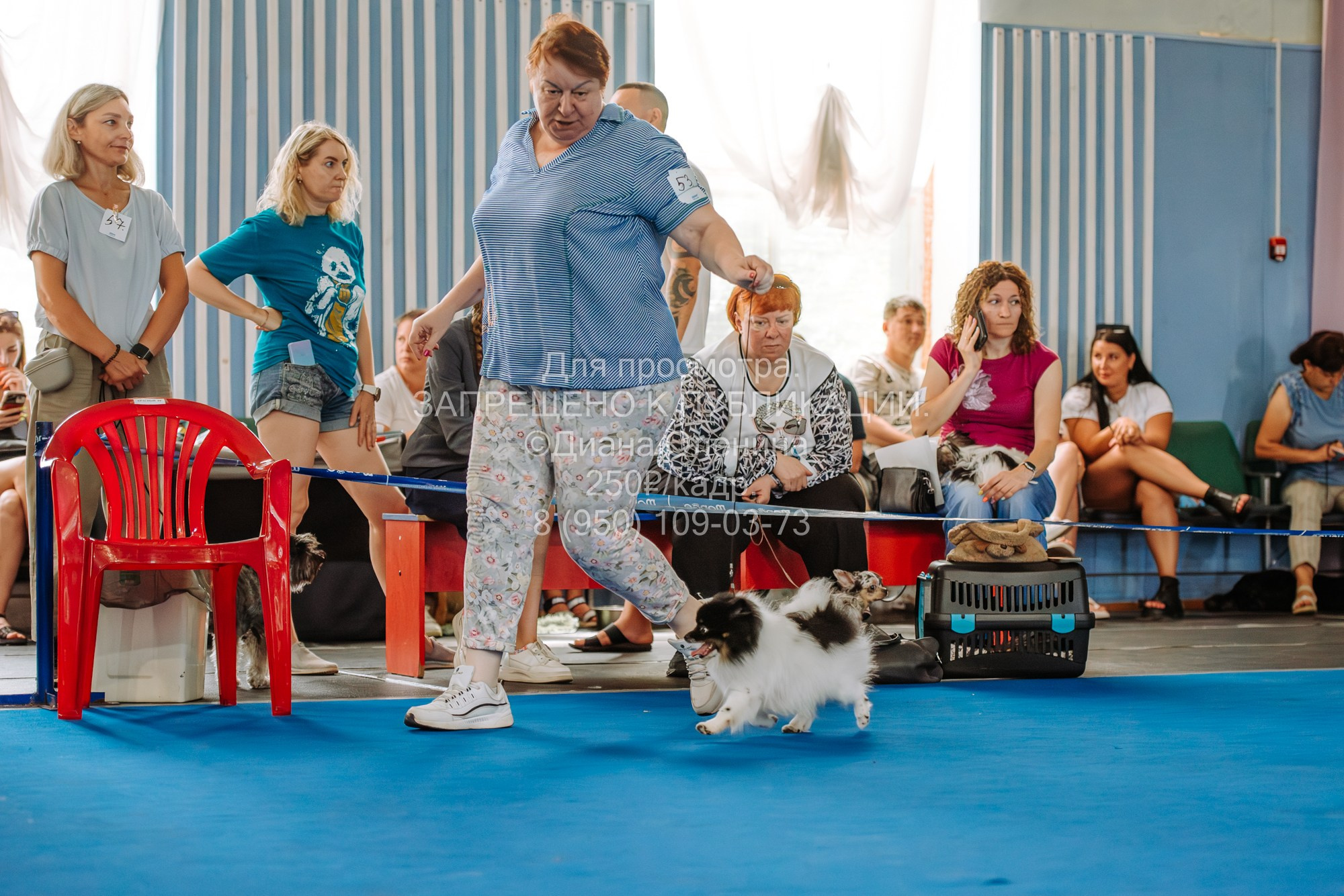 Национальная выставка собак всех пород ранга САС-IKU «Кубок Красноярск. Фотограф Диана Оленина Красноярск / Братск