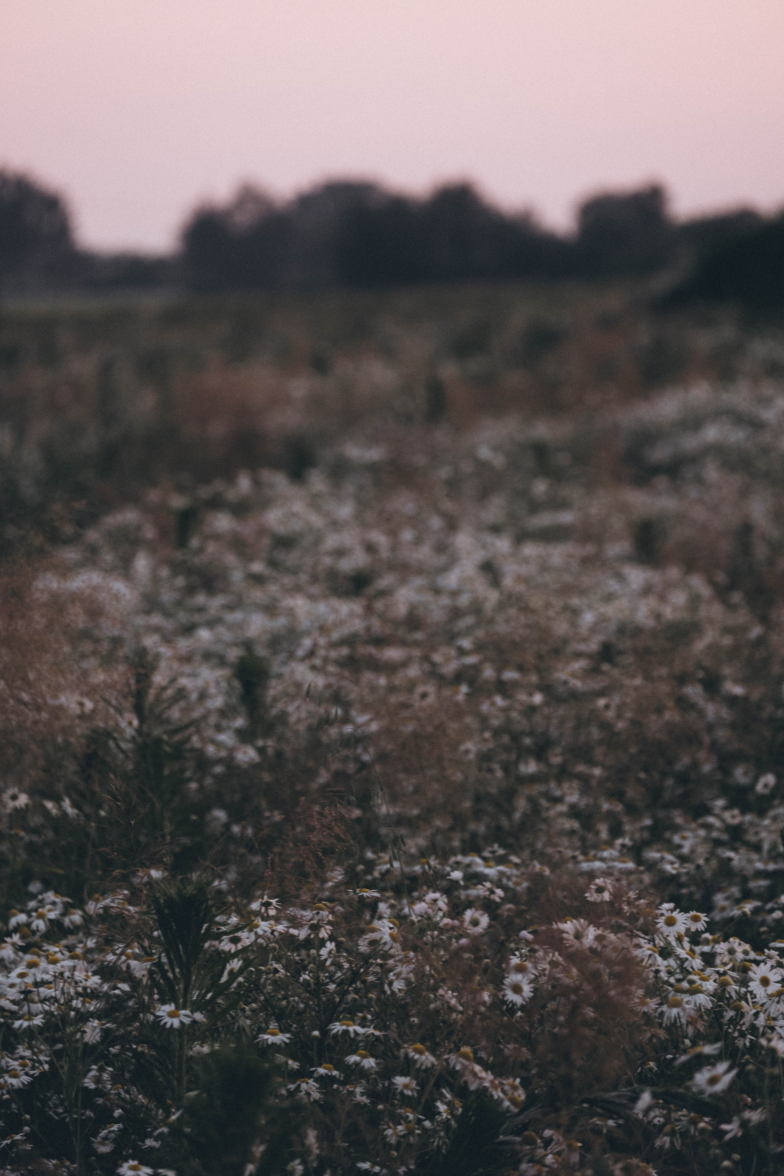 Ромашковое поле. Профессиональный фотограф, Санкт-Петербург — Виктория Богомолова
