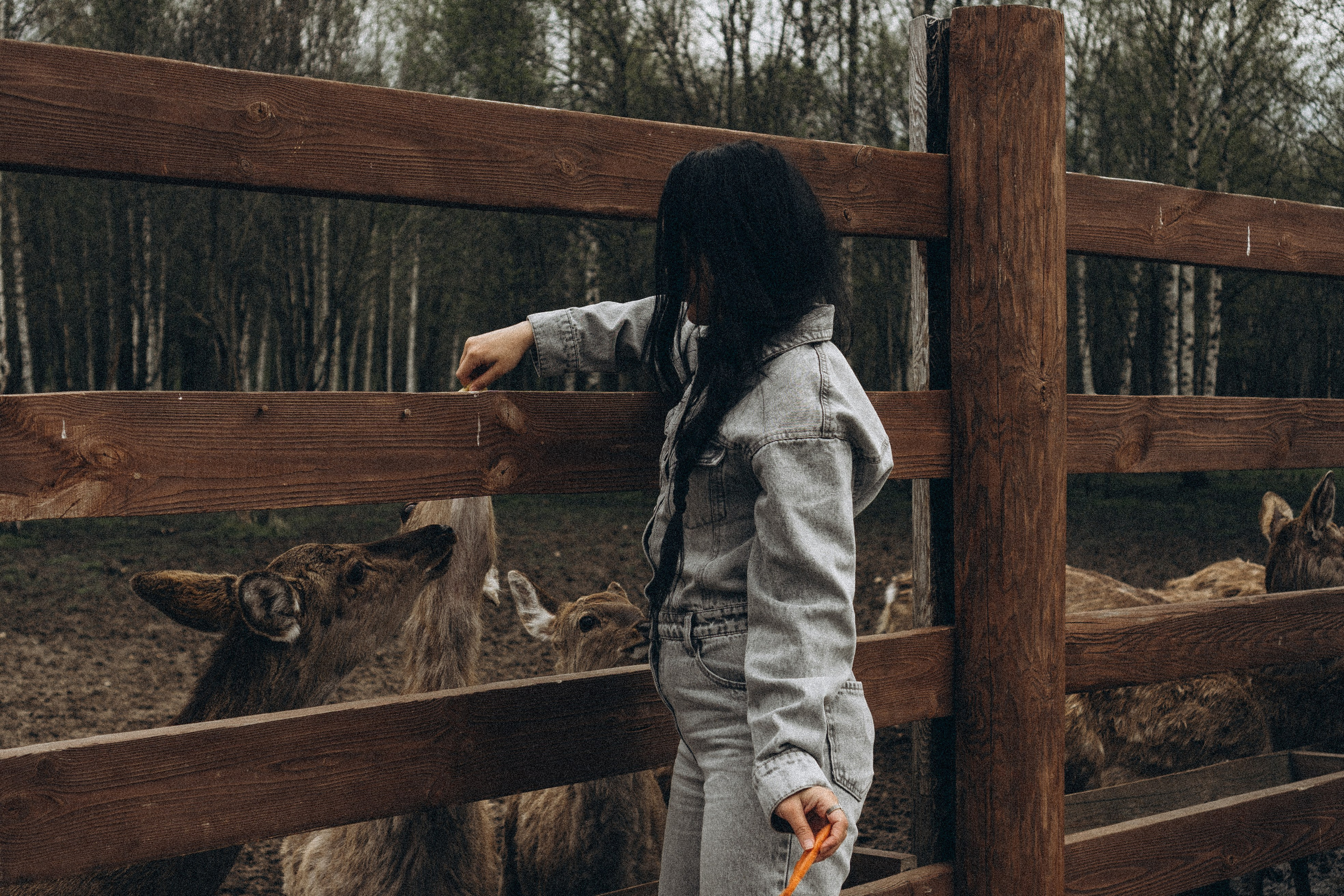 ОЛЕНЬЯ ФЕРМА В ТВЕРИ. Профессиональный фотограф, Санкт-Петербург — Виктория Богомолова