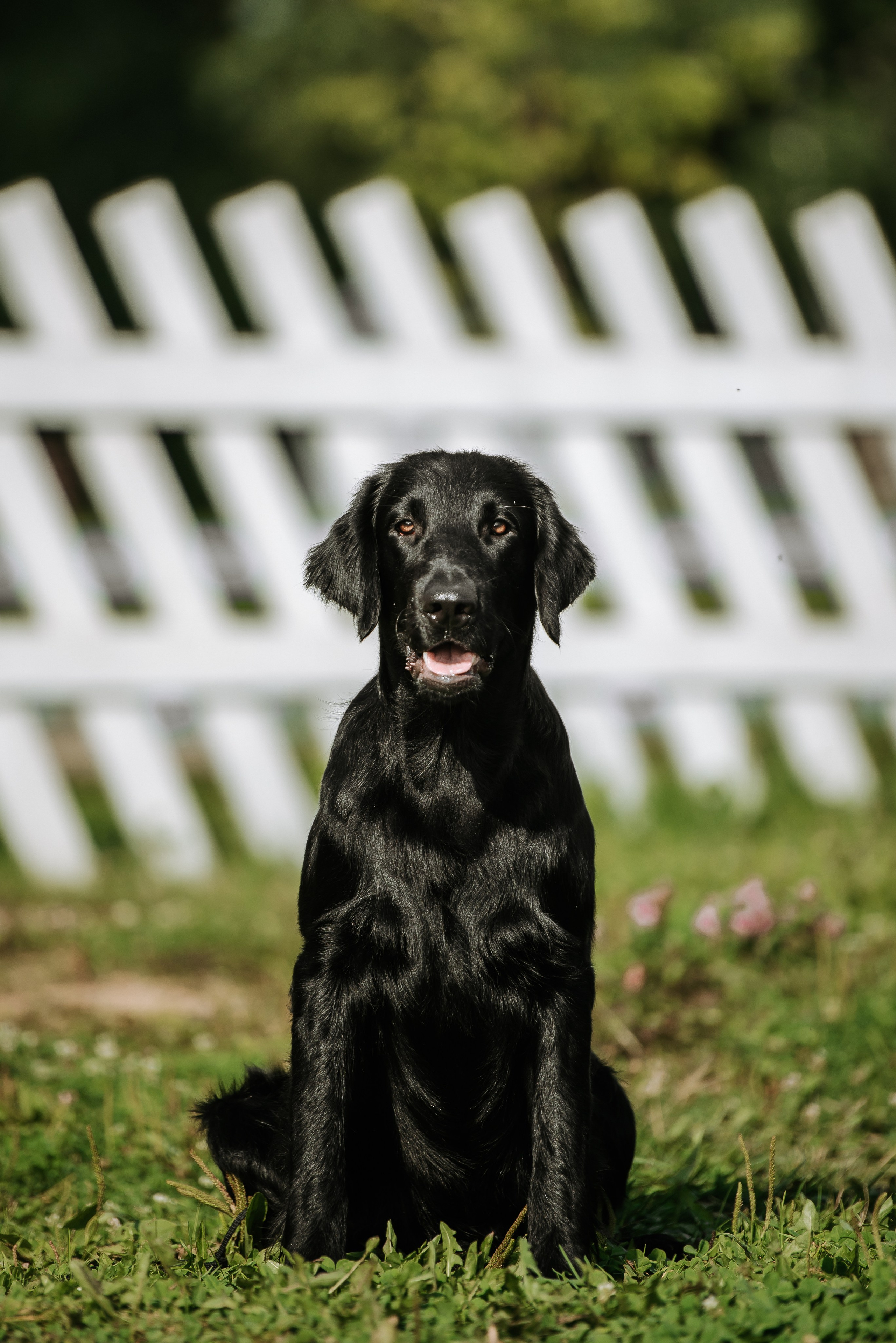 Собаки уличные. Фотограф Диана Оленина Красноярск / Братск