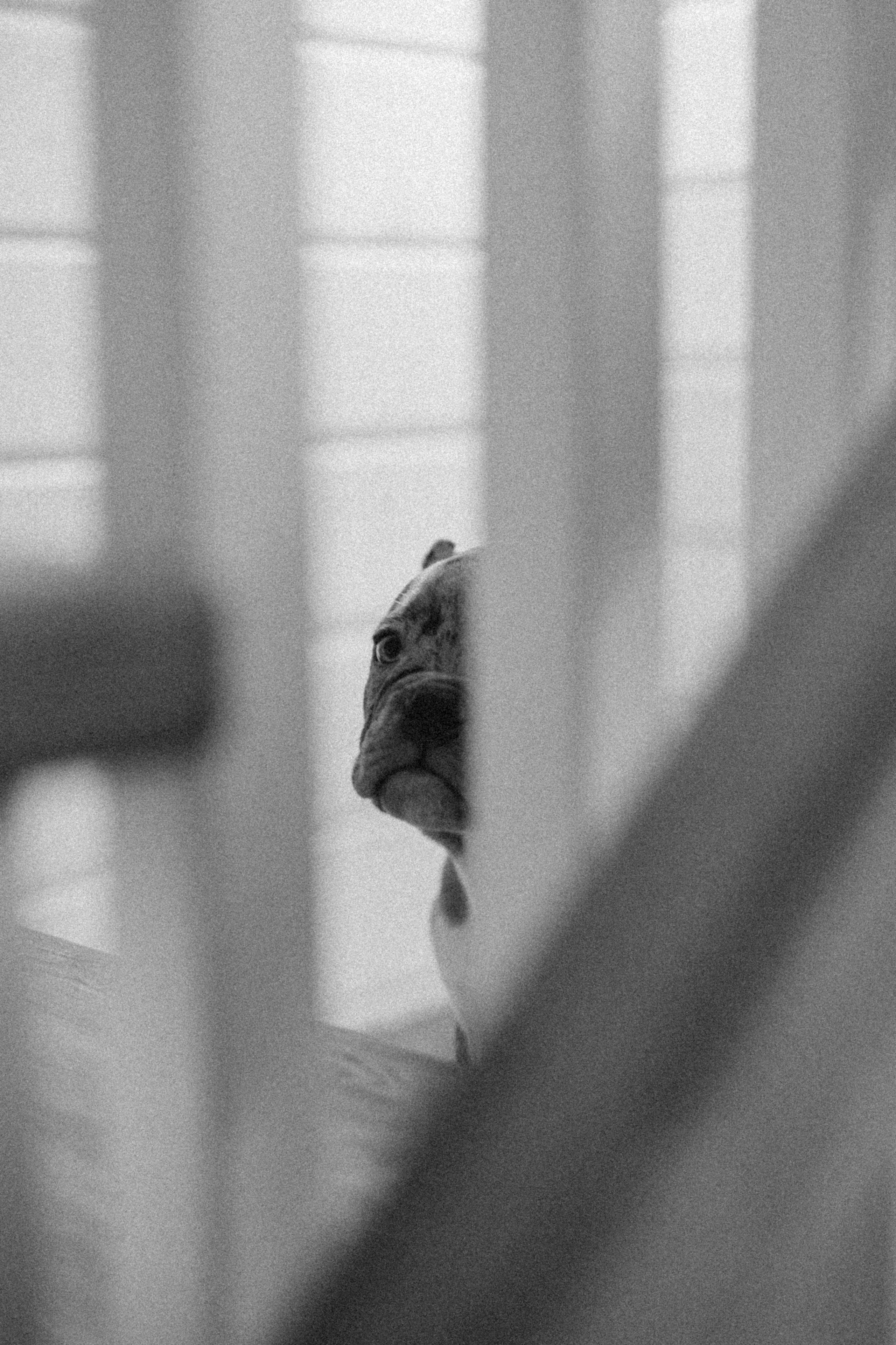 Семейная для Ксюши. Фотограф — Анималист | Санкт-Петербург