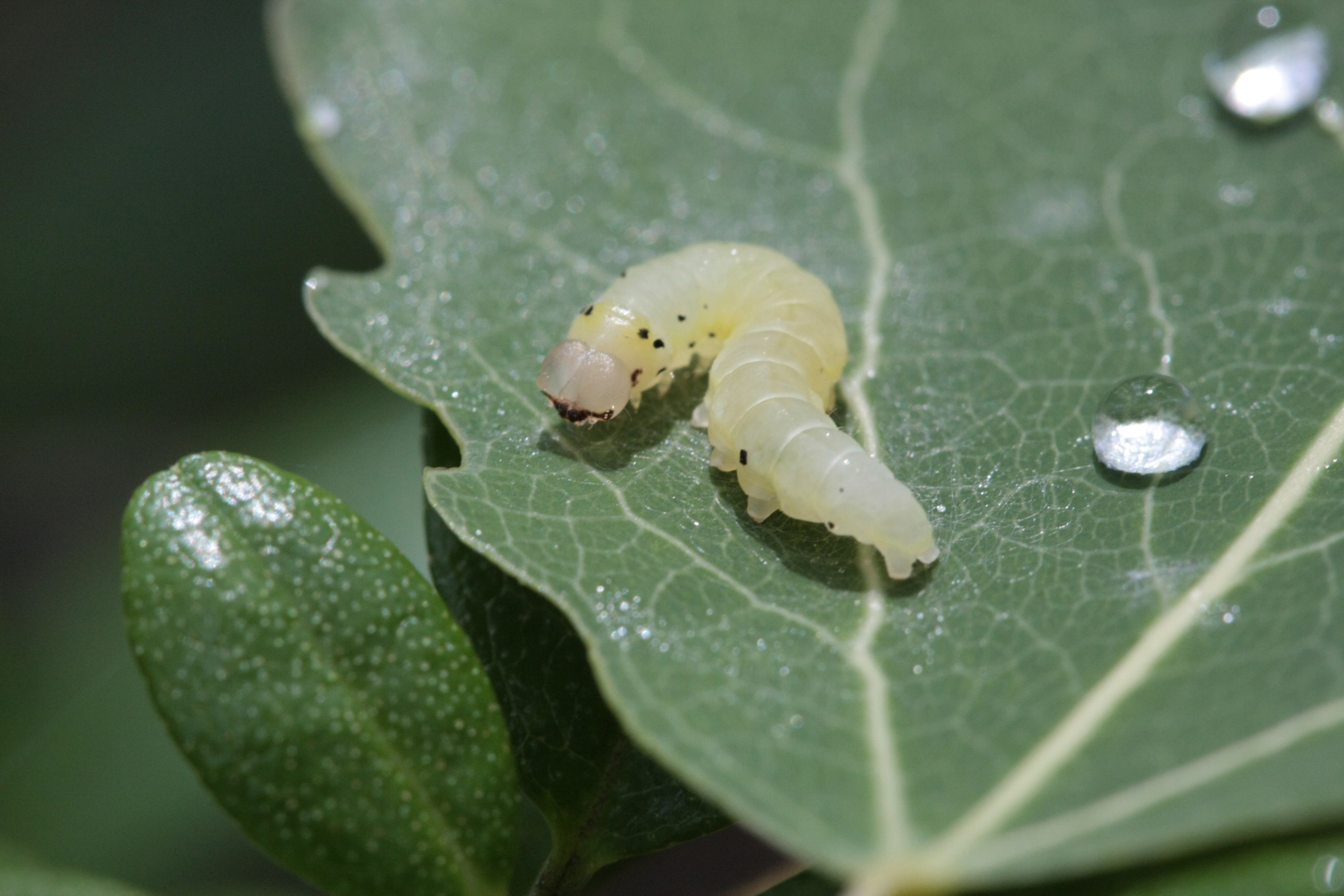 Фото Природы Забайкалья. Студия Максима Белослюдцева