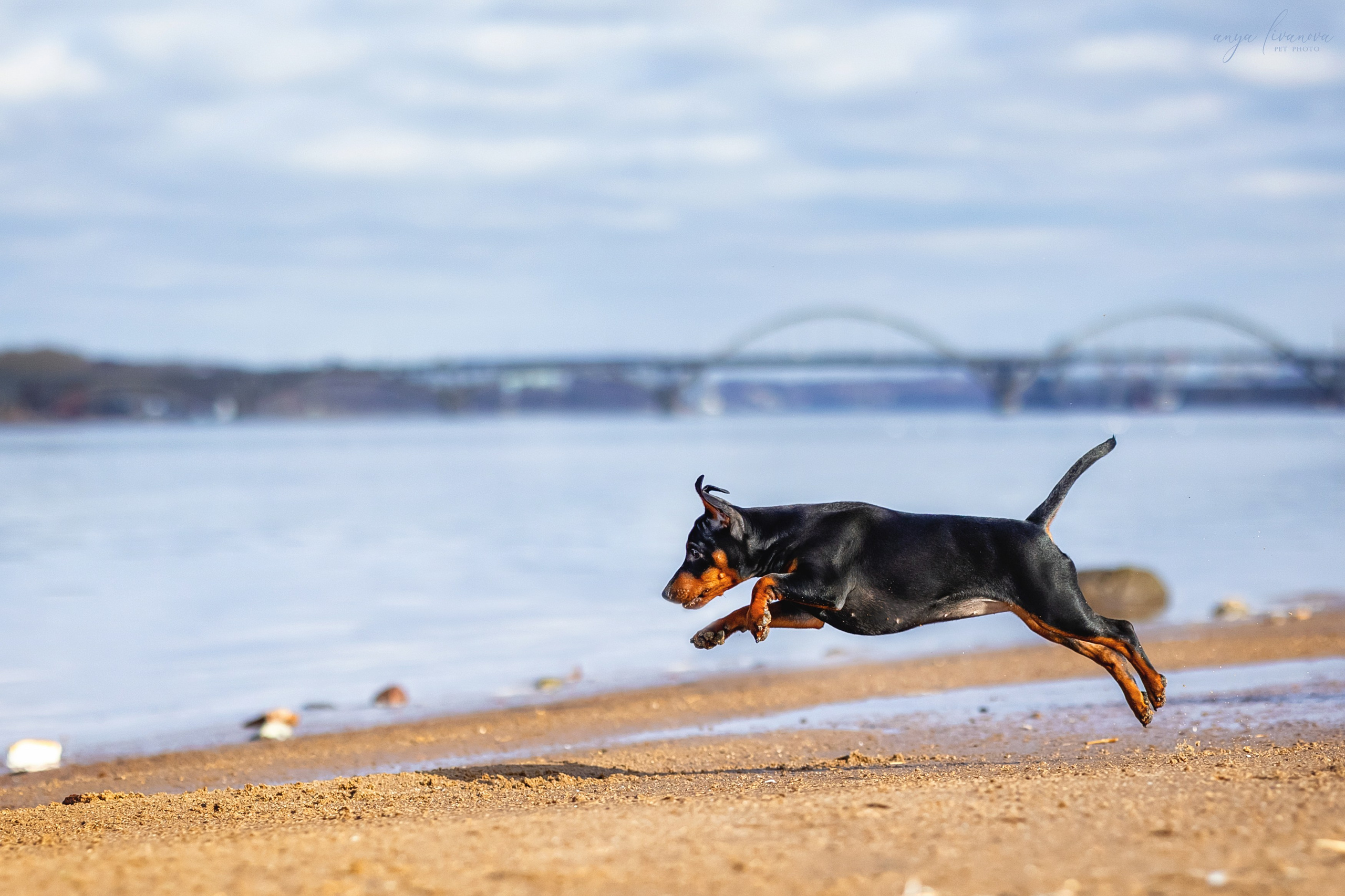 Баффи. Фотограф анималист Аня Ливанова | Рыбинск