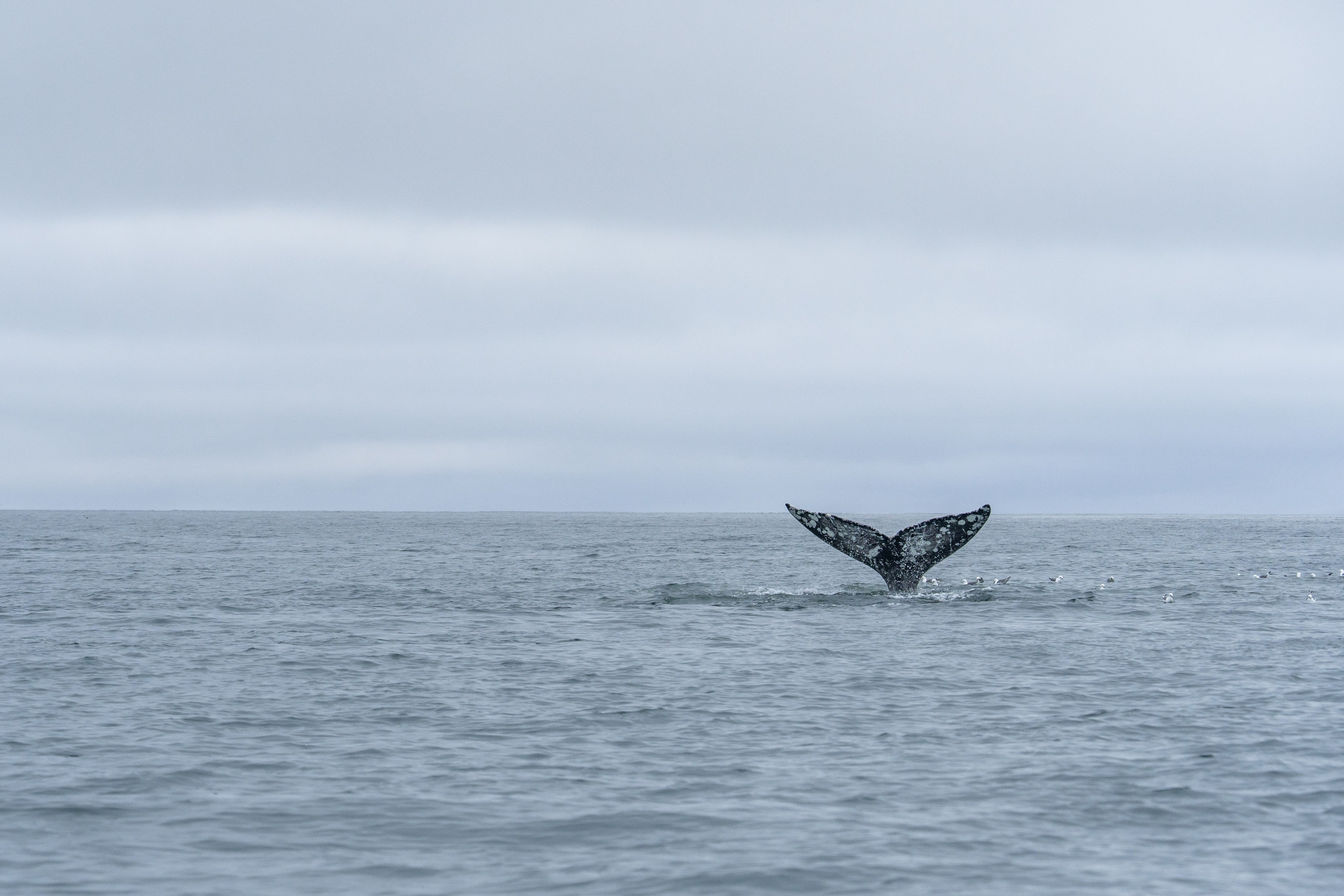 Чукотка. Gusarov Travel Photography
