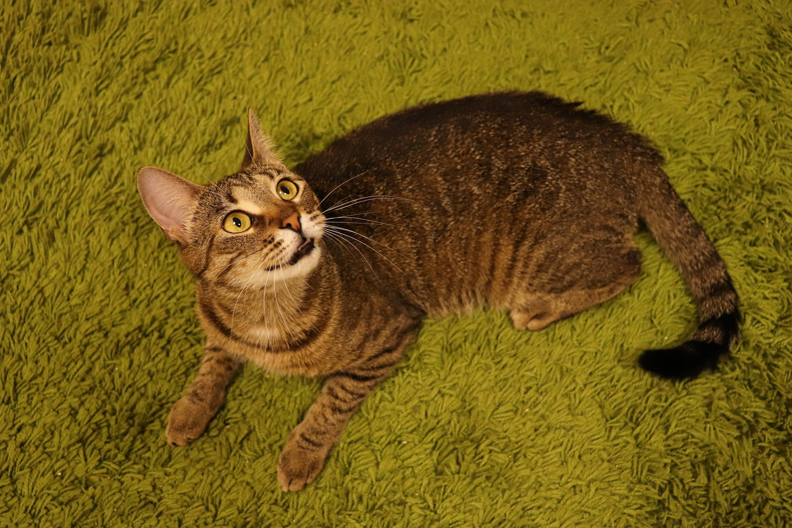 Петербургский дом кота (27 июня 2024). Ивентный фотограф в Санкт-Петербурге Олег Комков