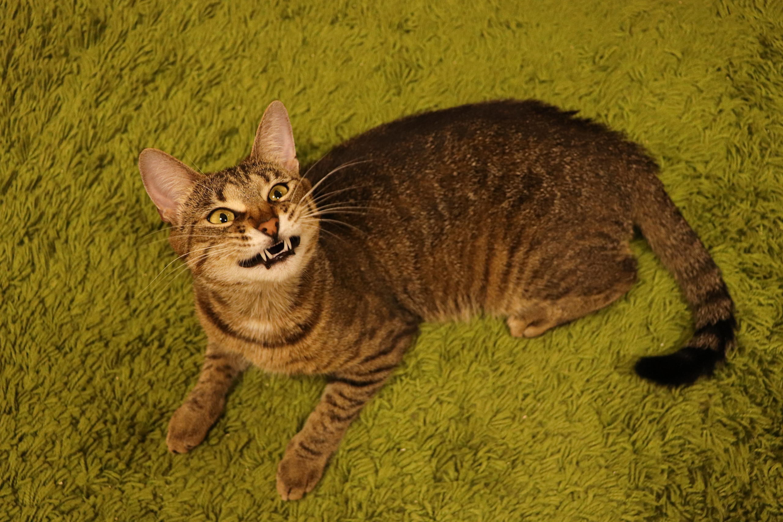 Петербургский дом кота (27 июня 2024). Ивентный фотограф в Санкт-Петербурге Олег Комков