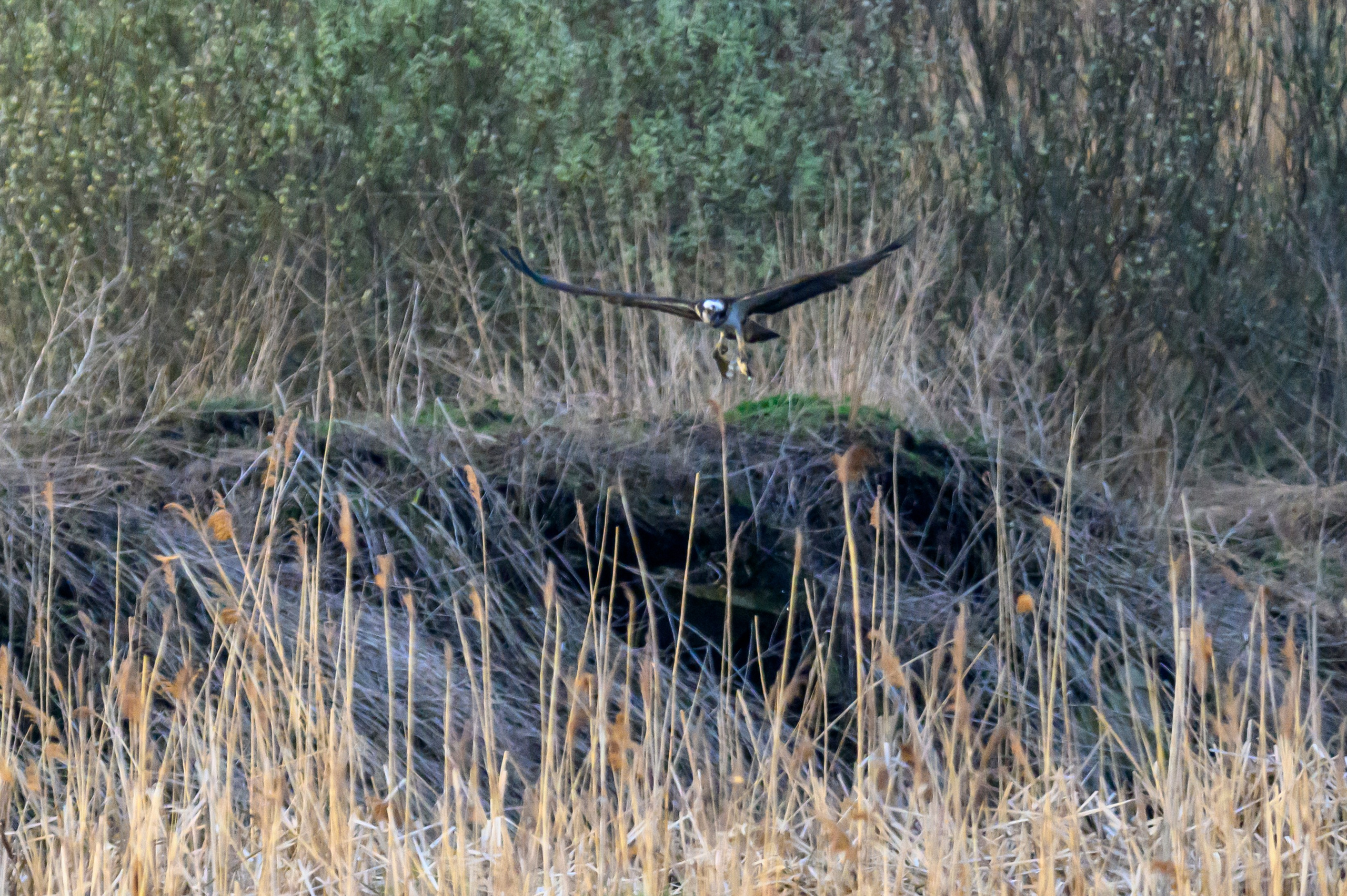 Дуплет скопы. Wildlife photography by Sergey Puponin