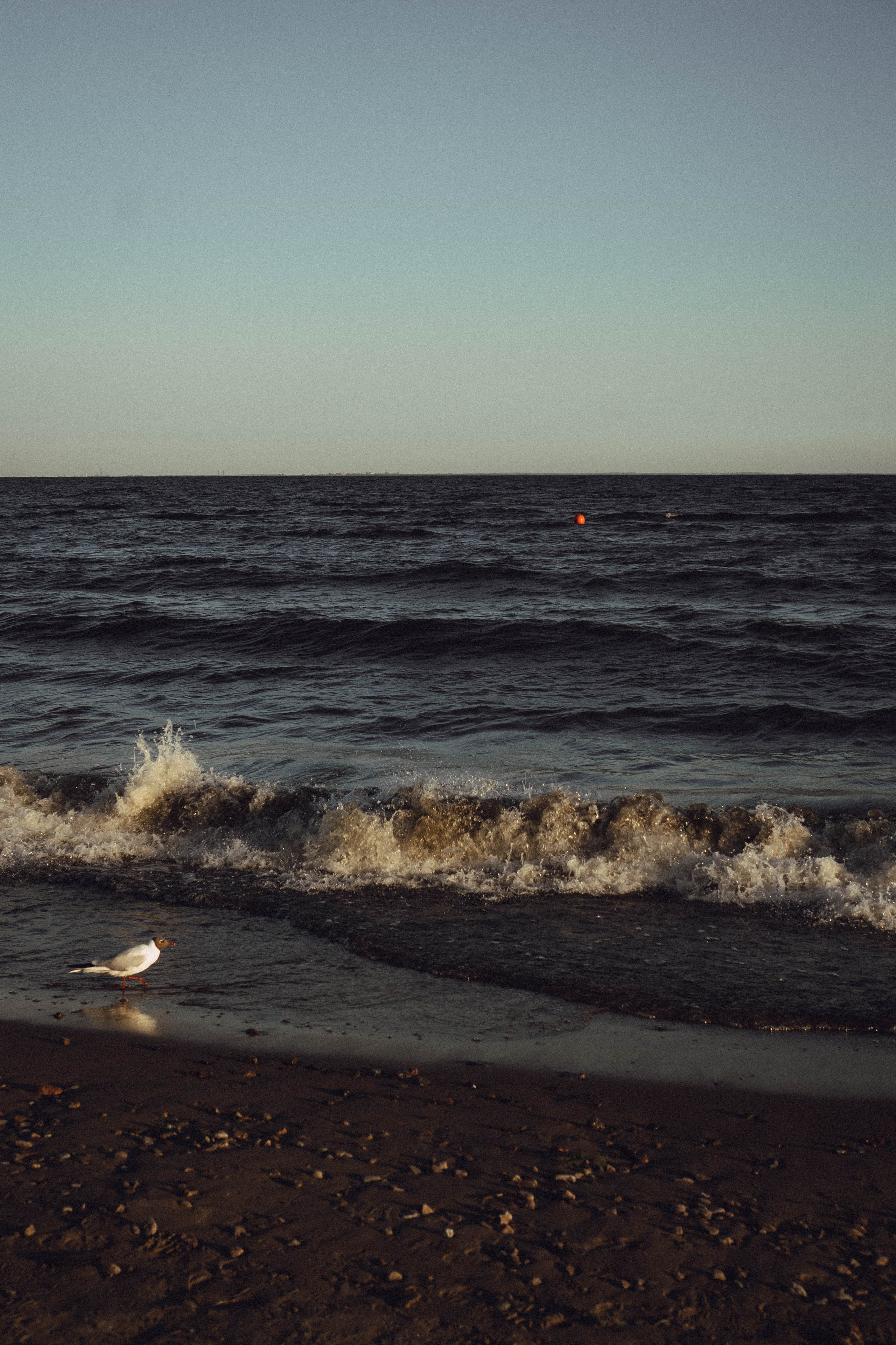 Любовь на заливе. Профессиональный фотограф, Санкт-Петербург — Виктория Богомолова