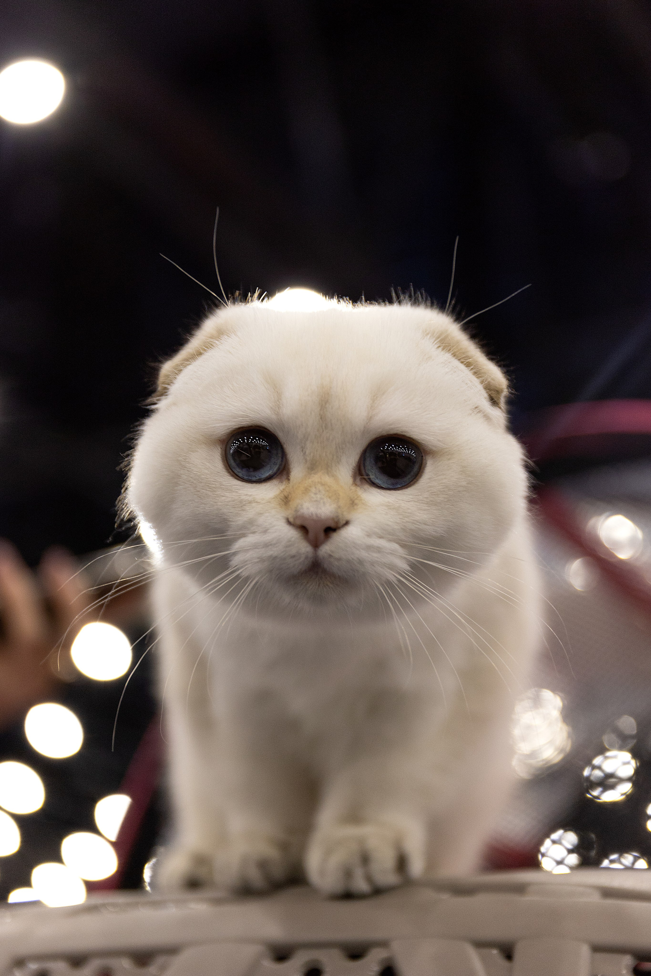 Анималистика