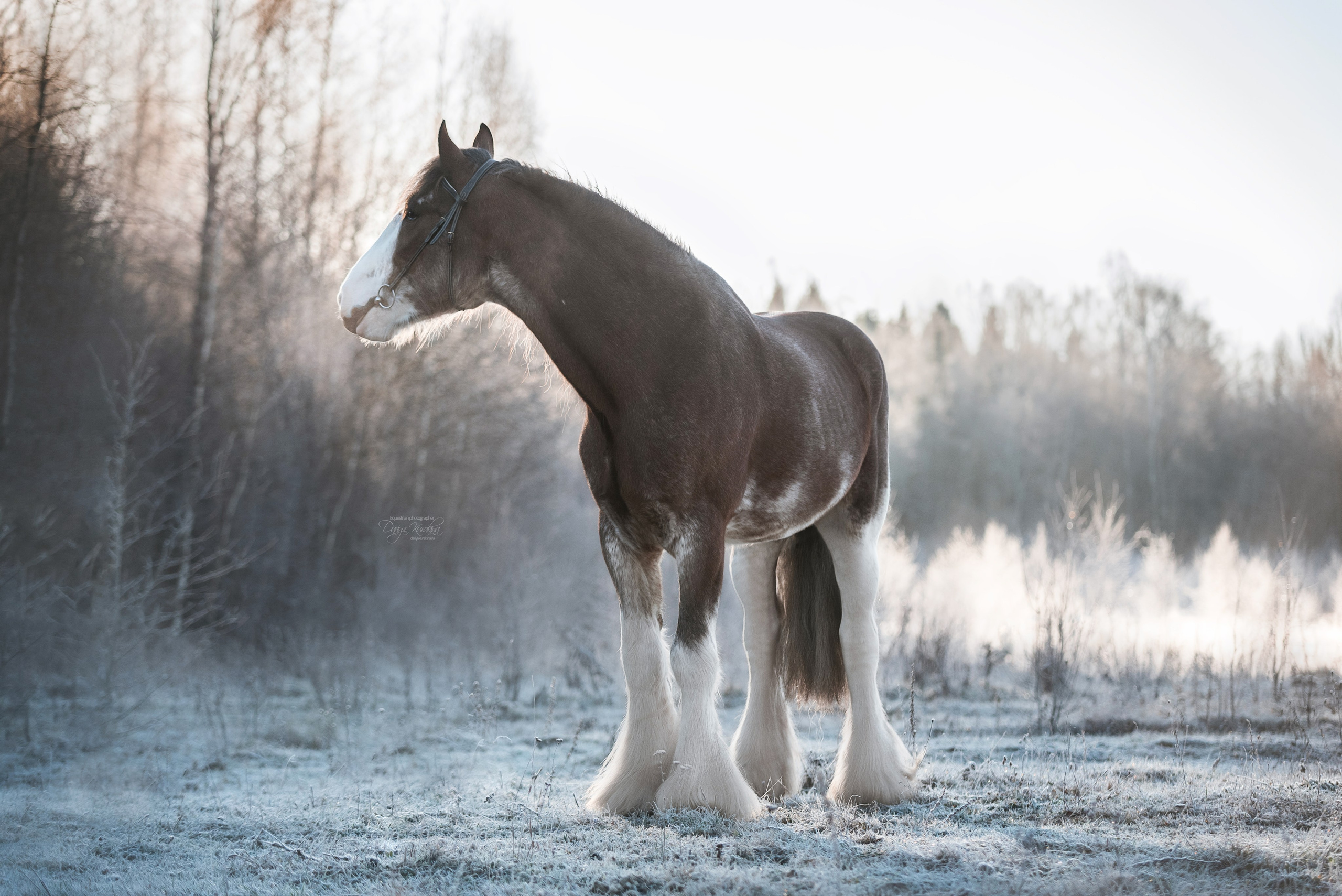 Komardins. Конный фотограф Куракина Дарья • Фотосессии с лошадьми