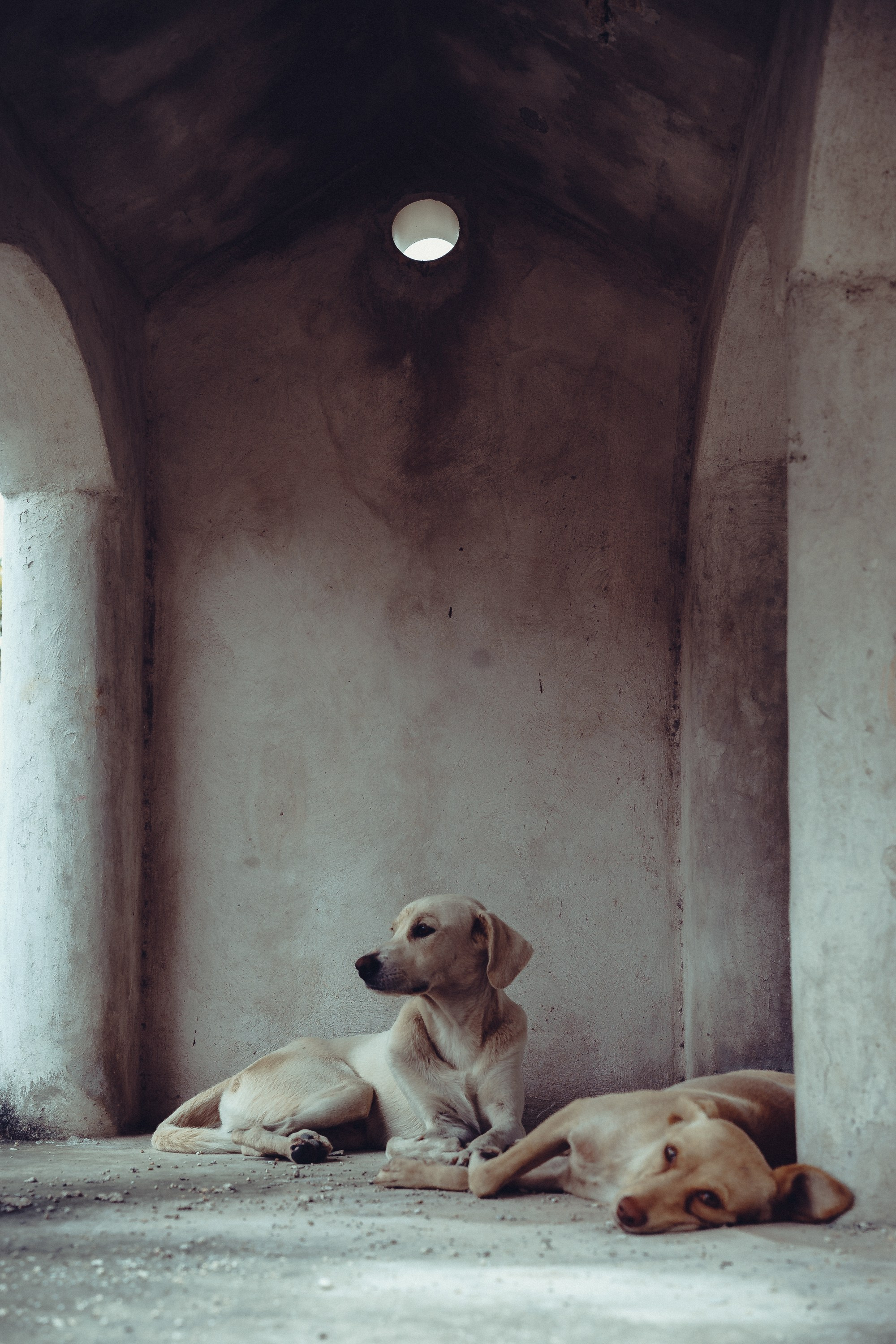 Две собаки внутри склепа.