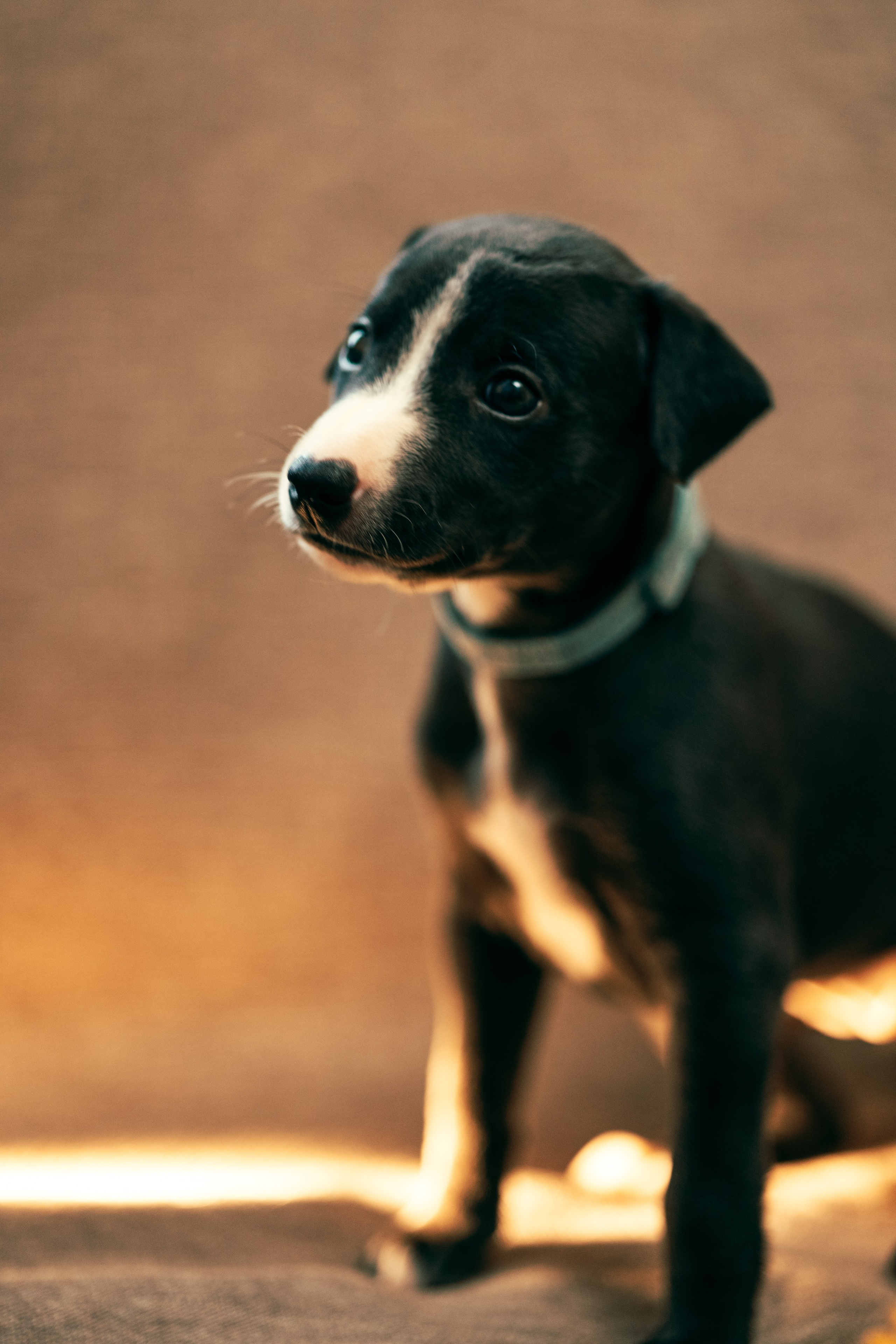 Щенки. Анна Самохина. Фотограф. Москва