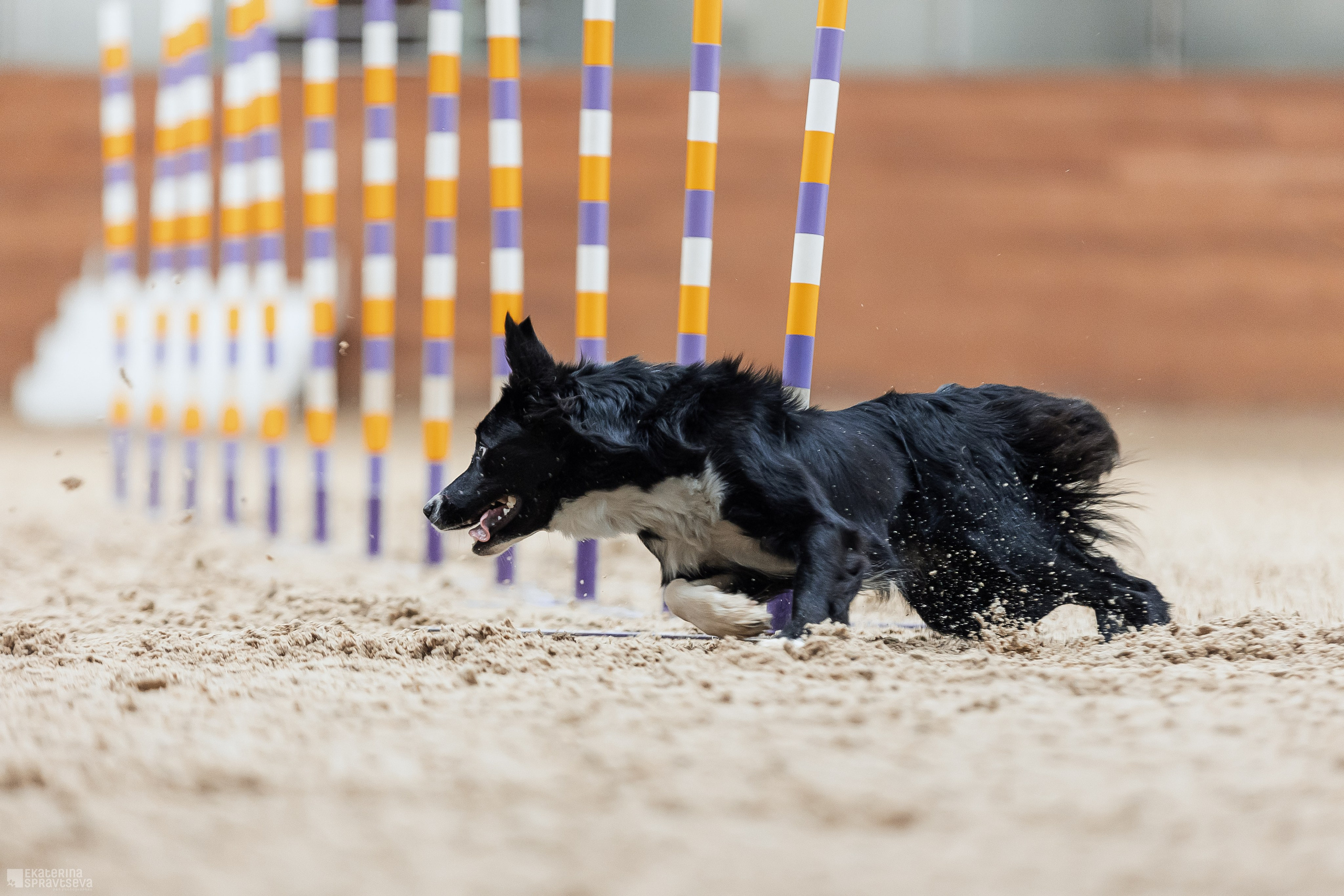 ЧРКФ Аджилити в Максима. Фотограф Анималист Екатерина Справцева в Нижнем Новгороде