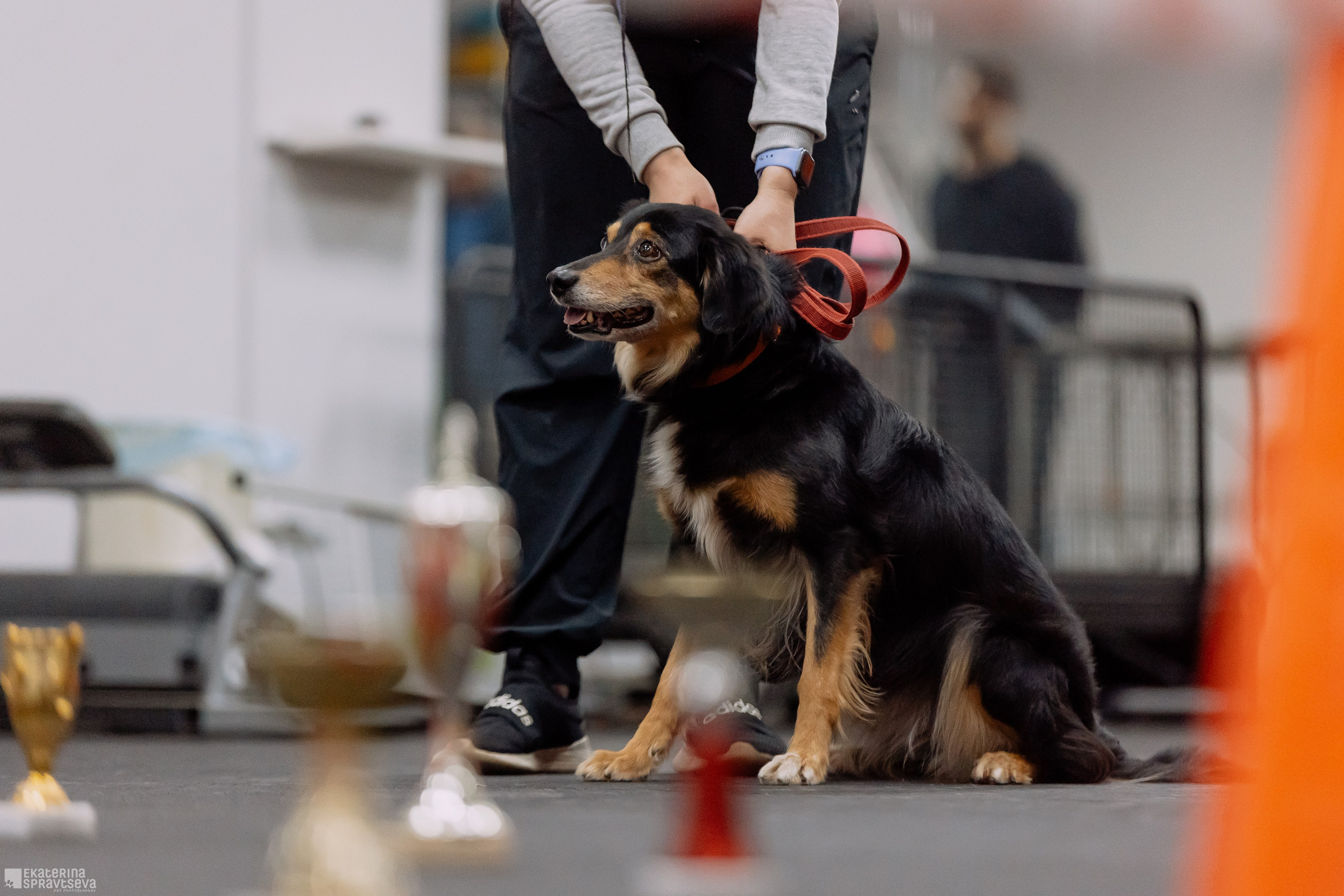 Праздник NoseWork. Фотограф Анималист Екатерина Справцева в Нижнем Новгороде