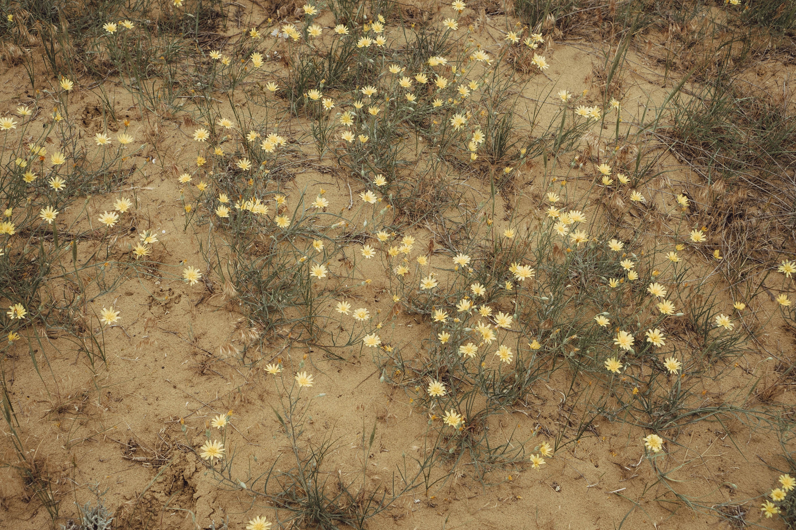 Кавказ. Профессиональный фотограф, Санкт-Петербург — Виктория Богомолова