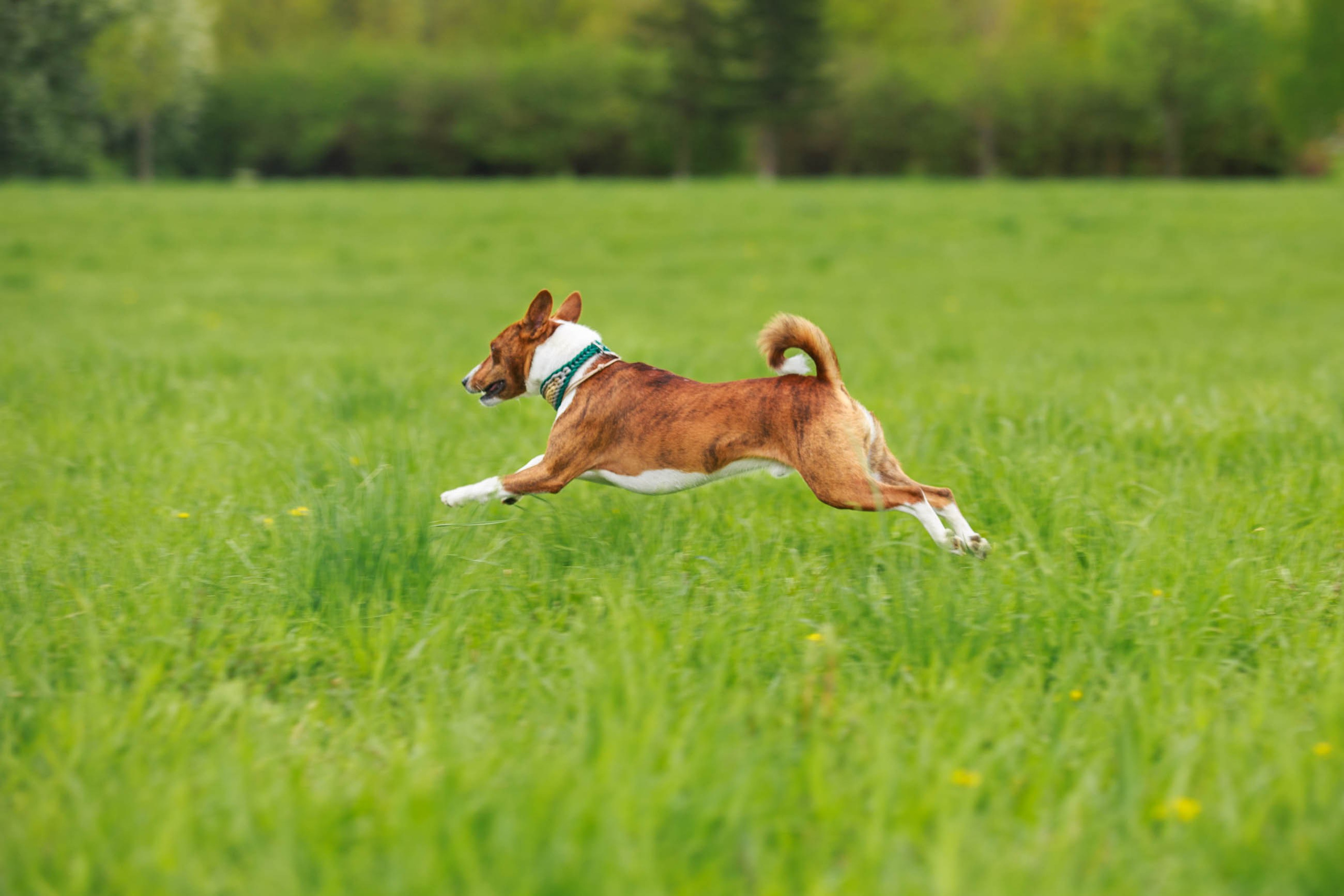 Фотосессия прогулка с басенджи. Семейный и детский фотограф в Москве Мария Быкова