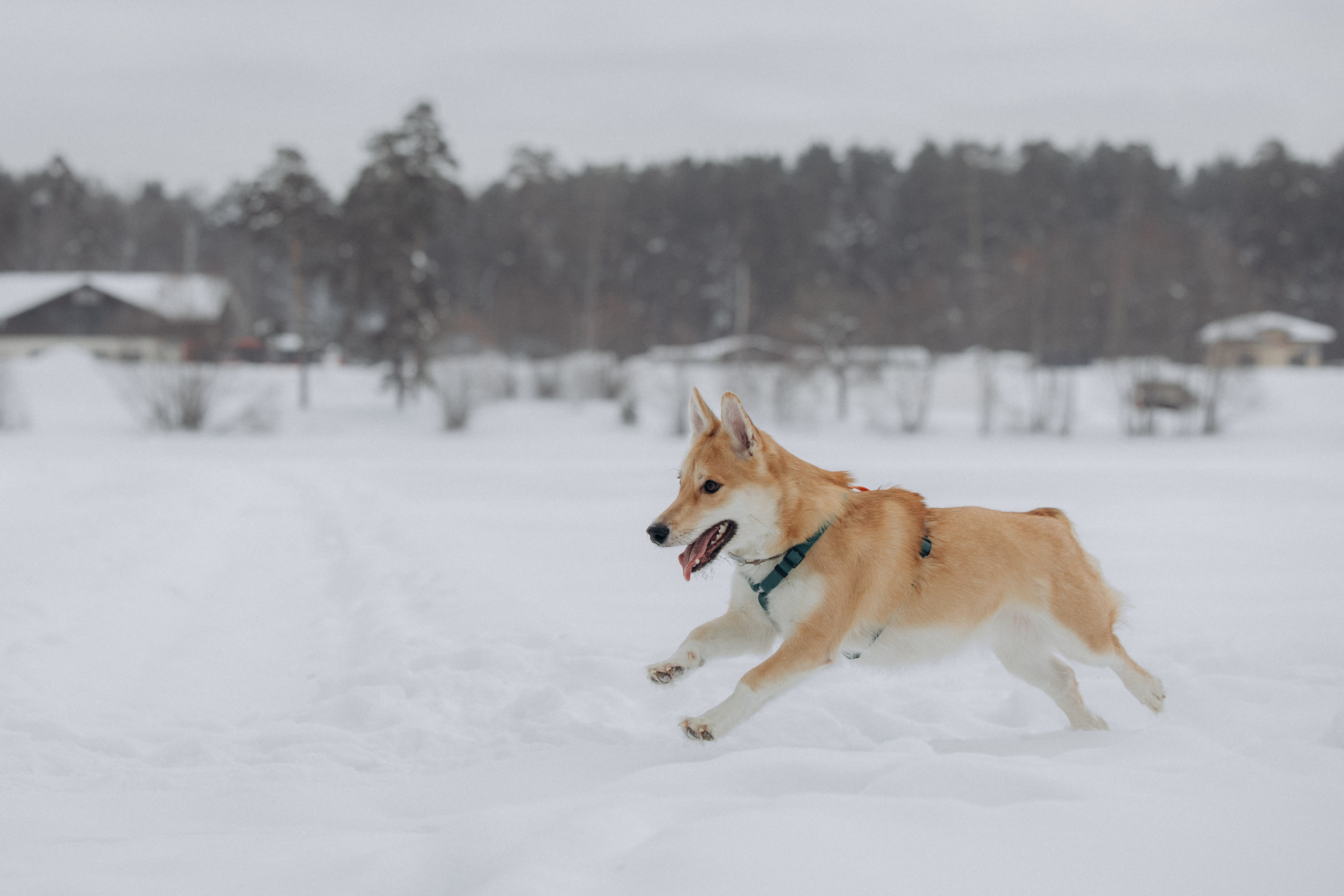 Прогулка на озере зимой. Фотограф анималист в Казани Алина Сулейманова. Фотограф животных