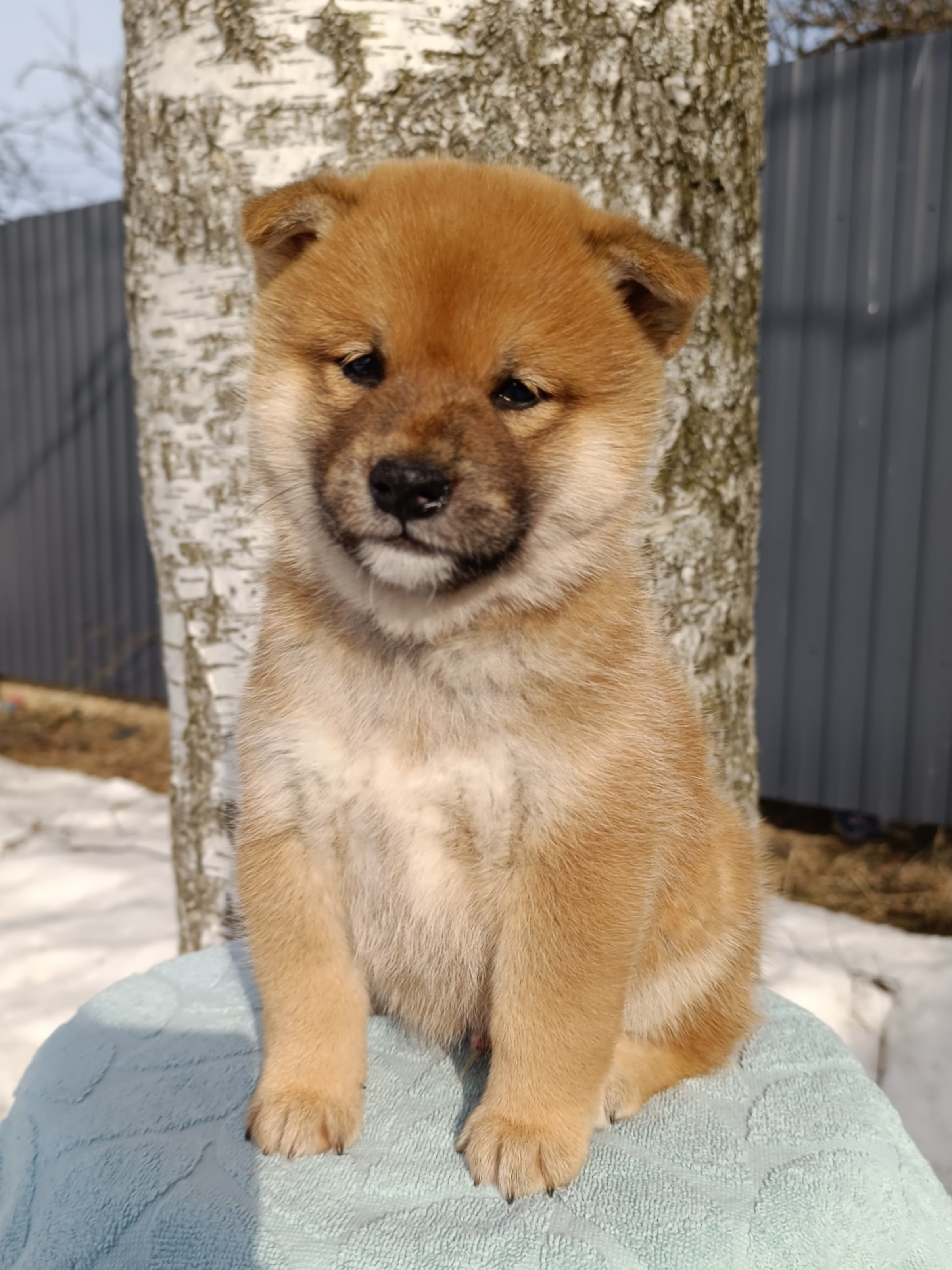 Сиба Rubylight Everest питомник Рубилайт 