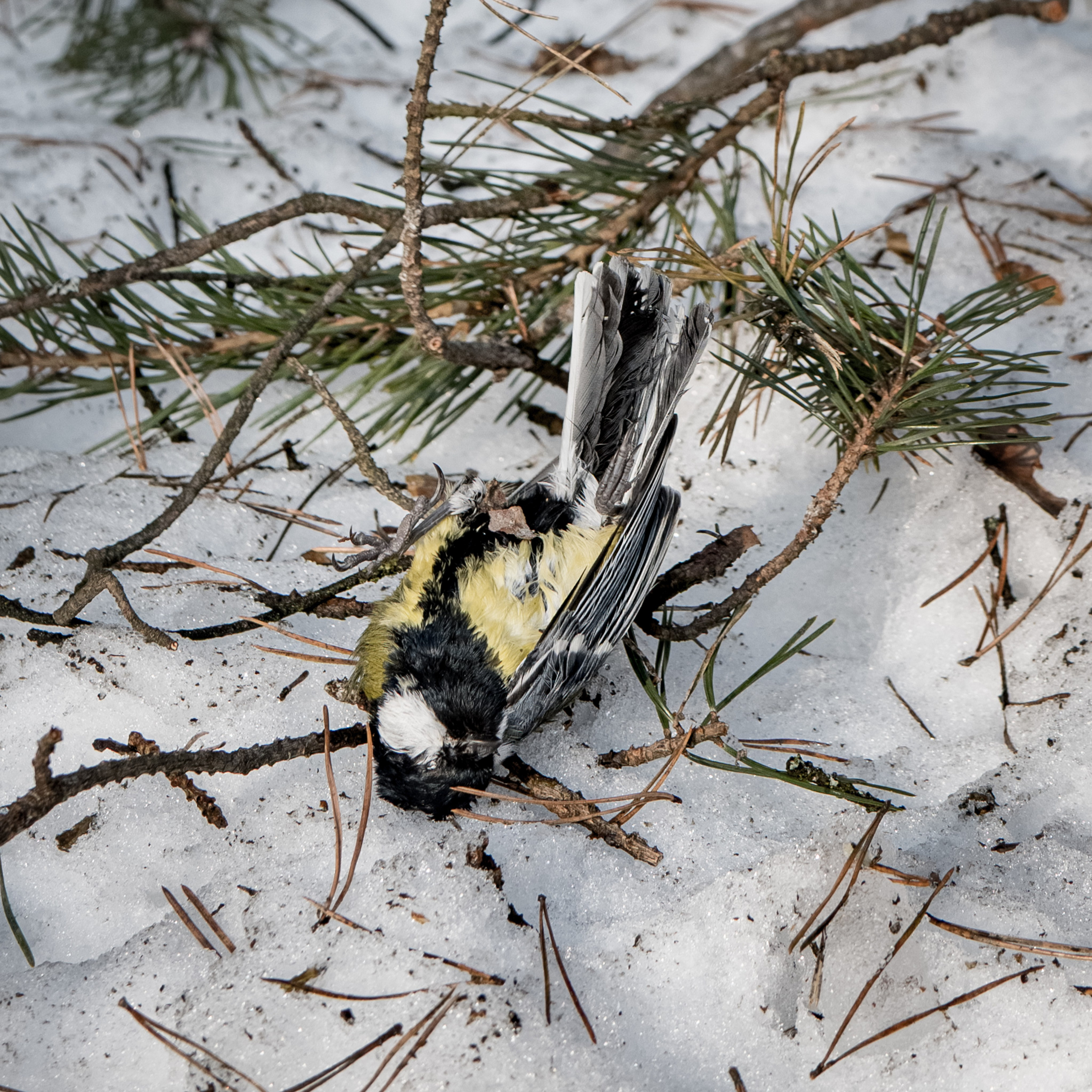 Птицы. Фотограф Александр Тихонов