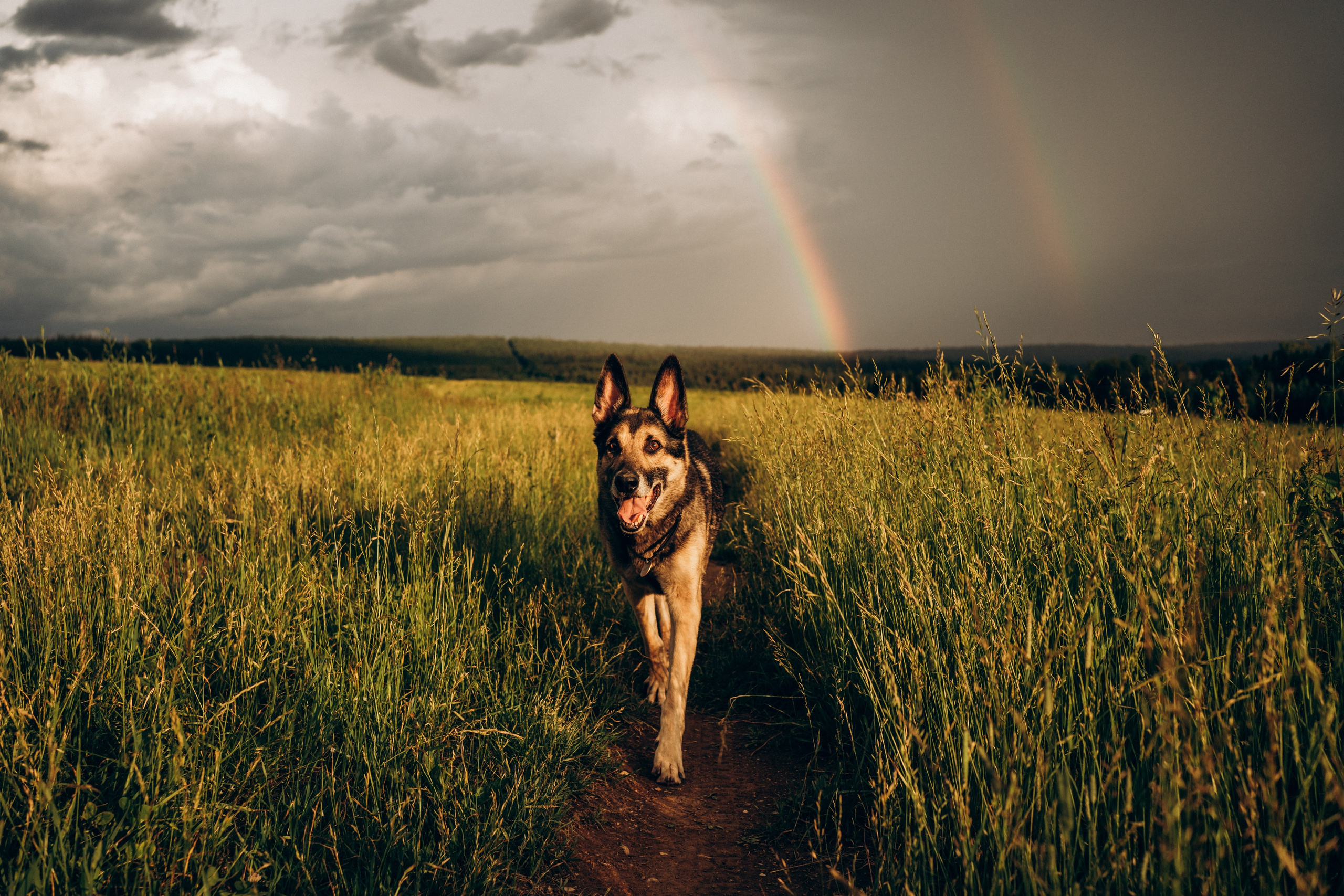 Алсу, Саша, Нага и Тако. Фотограф-анималист Анастасия Большакова