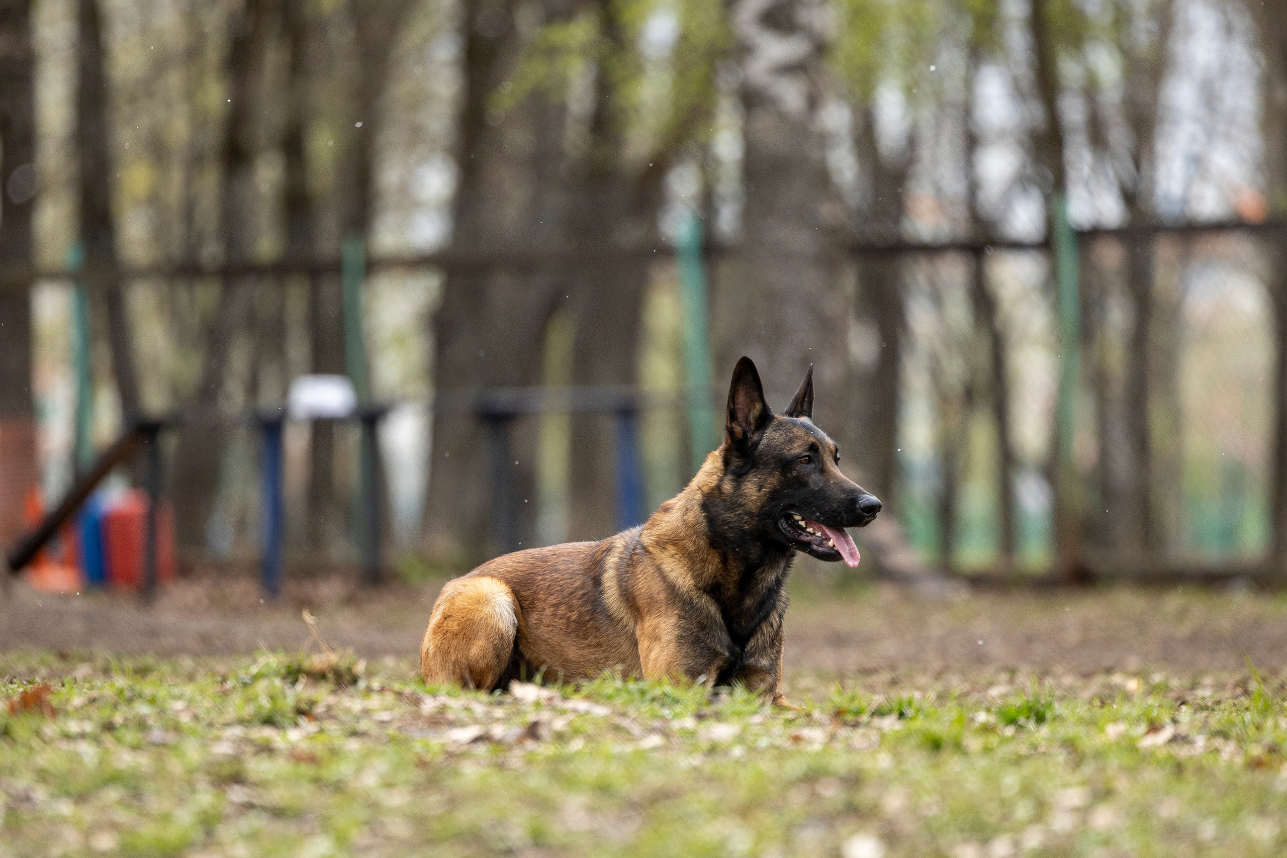 Квалификационные состязания по мондьорингу г. Вологда 11.05.24. Фотограф-анималист Анна Маринич