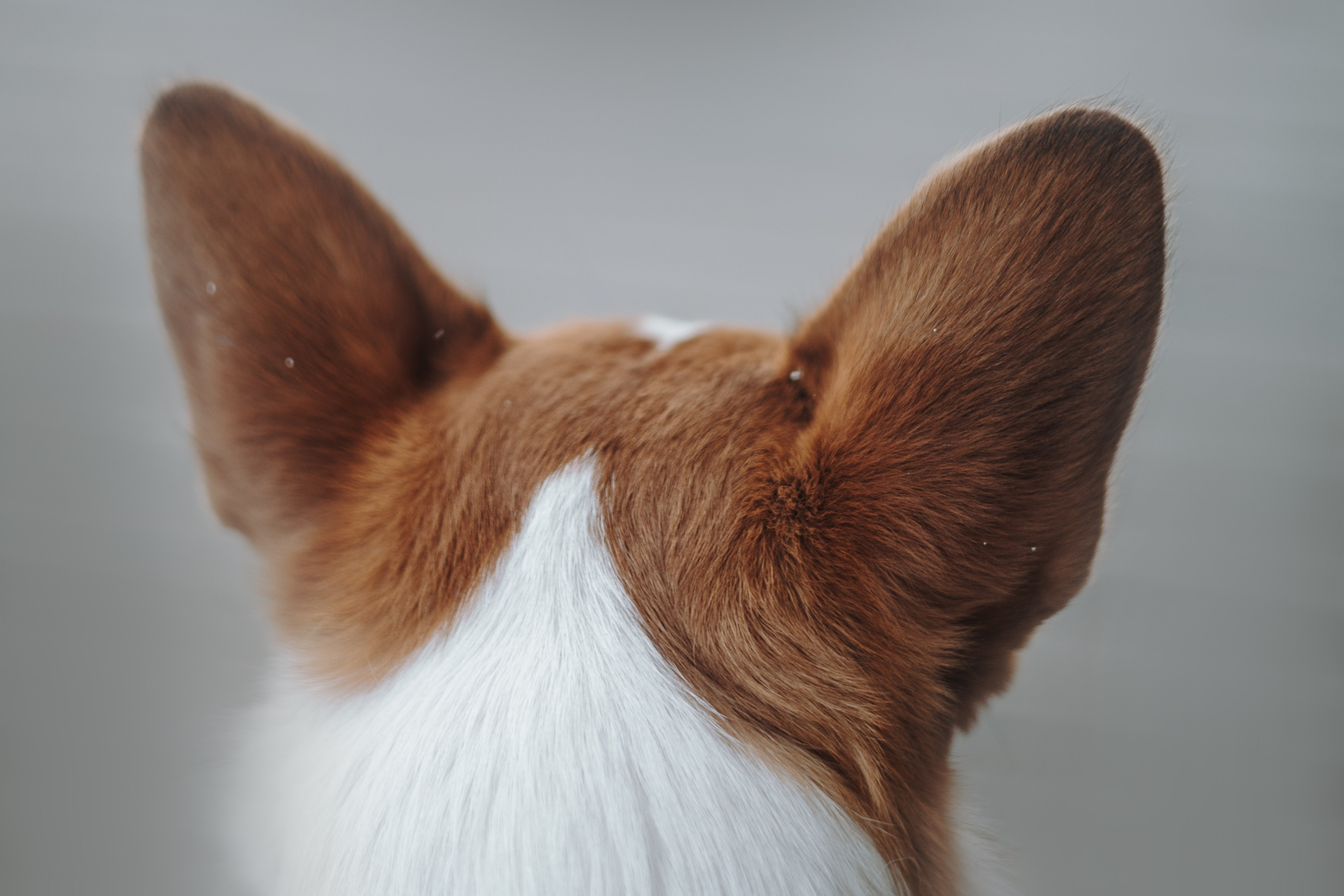 Александра и Мика. Фотограф животных Евгения Верцинская