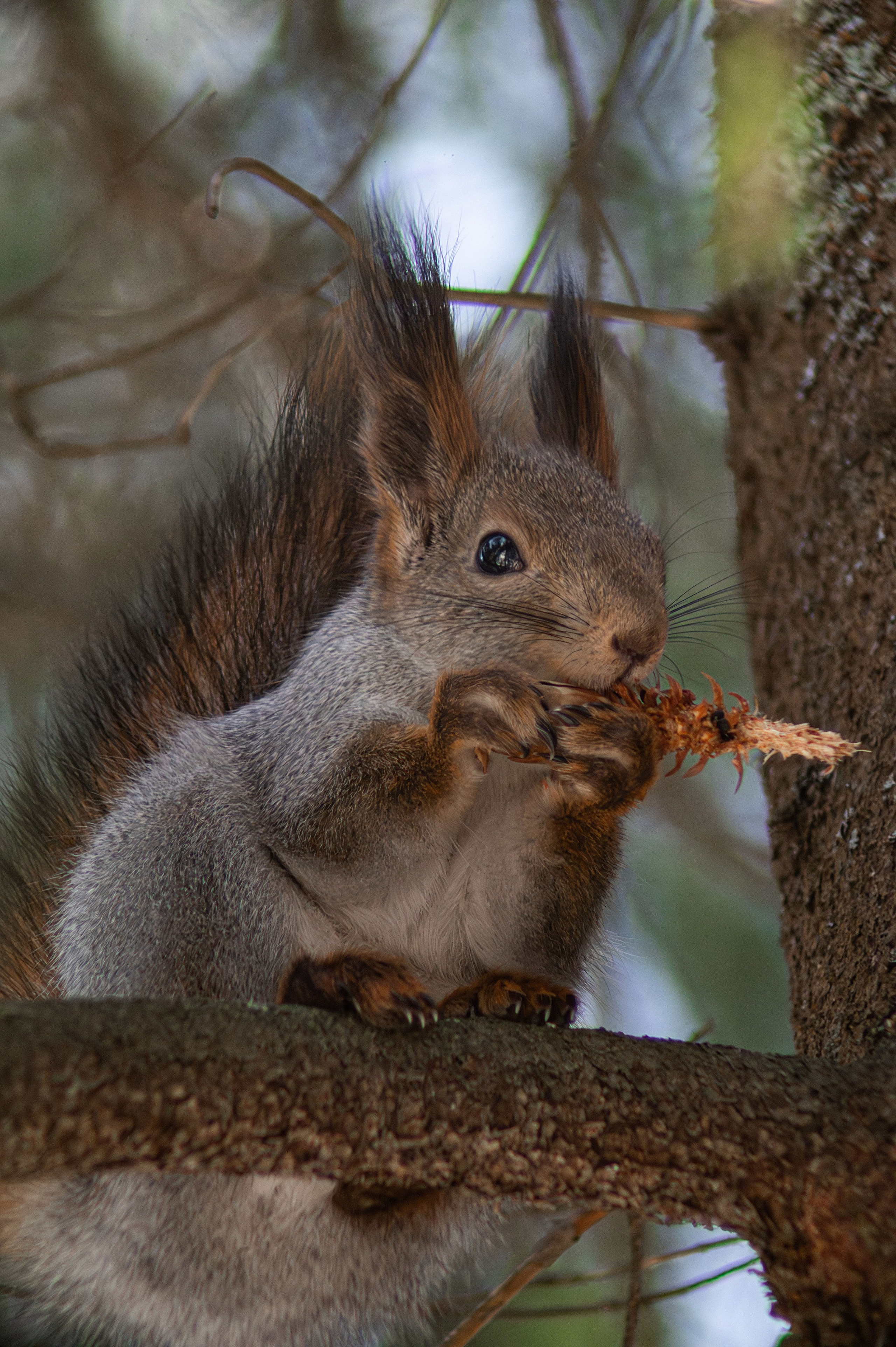 Животные. Фотограф Александр Смирнов