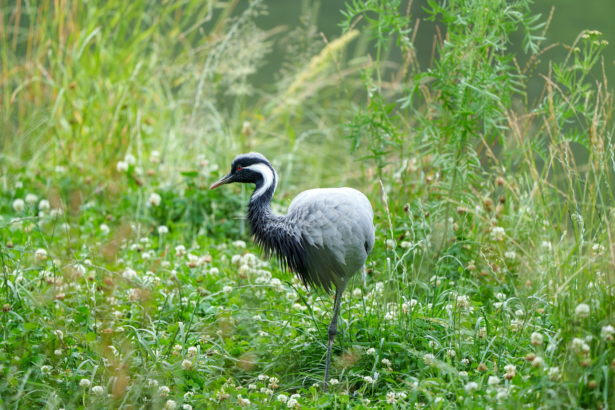 Удивительные мир птиц. Вокруг нас столько прекрасного — присмотритесь!. Ваш личный фотограф Марина Волкова