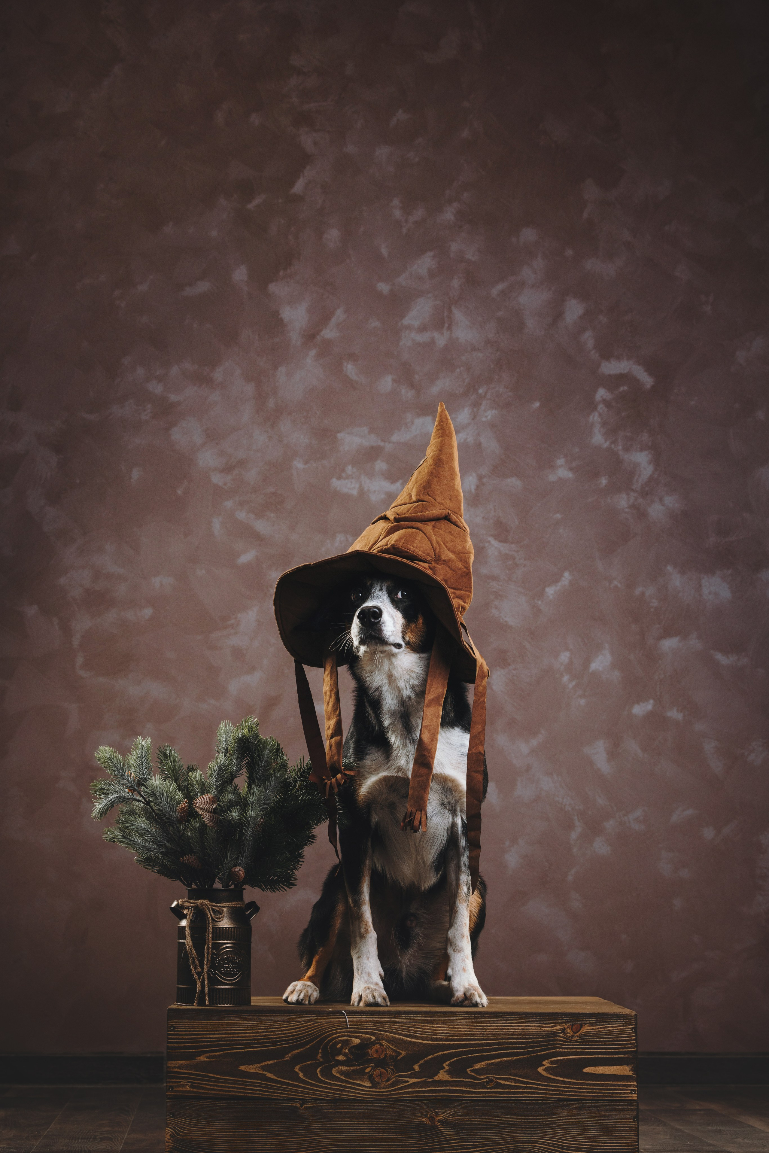 Бордер-колли. Фотограф анималист Осипчикова Мария