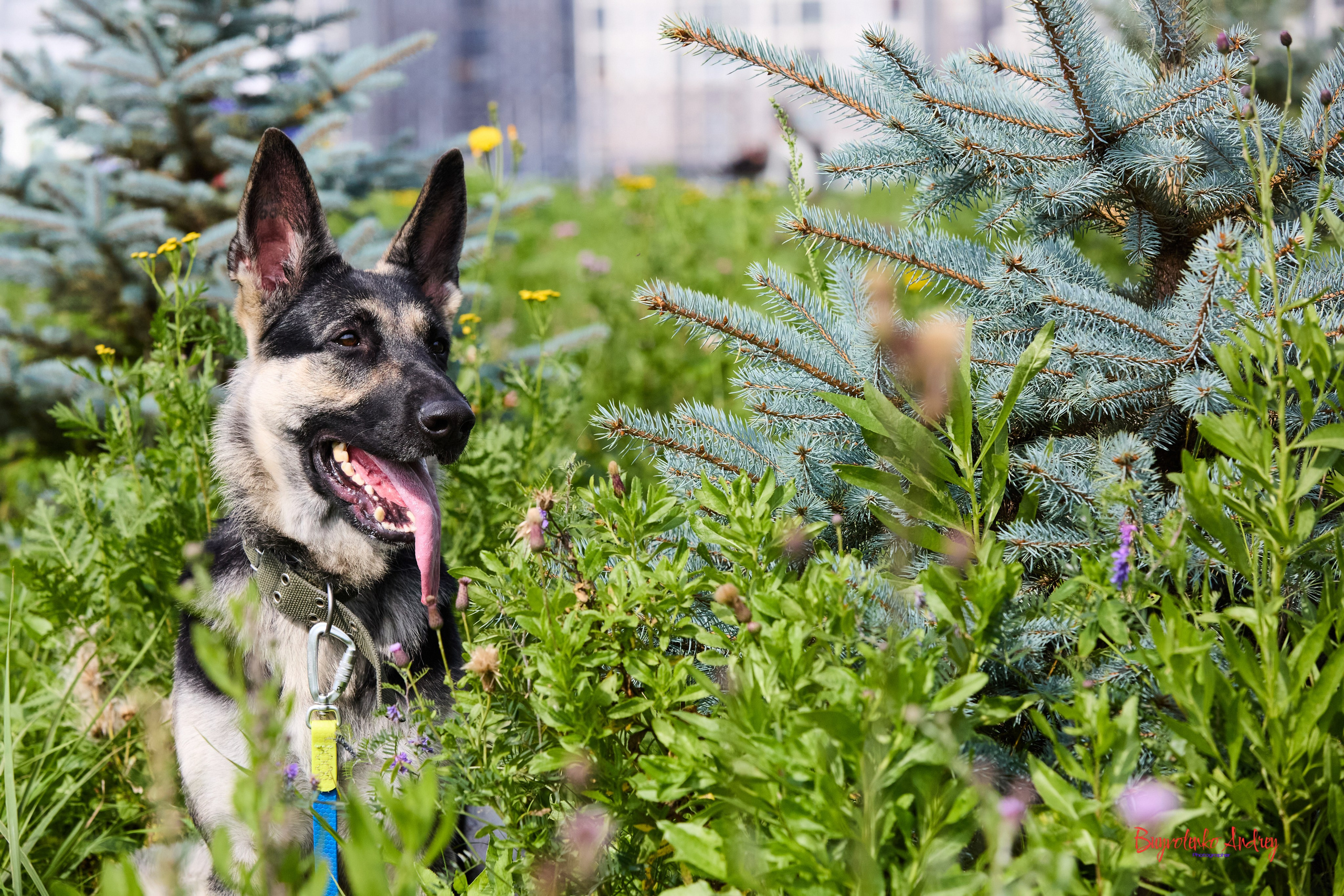 Проект фотопрогулка с хвостиком. Buyvolenko Andrey