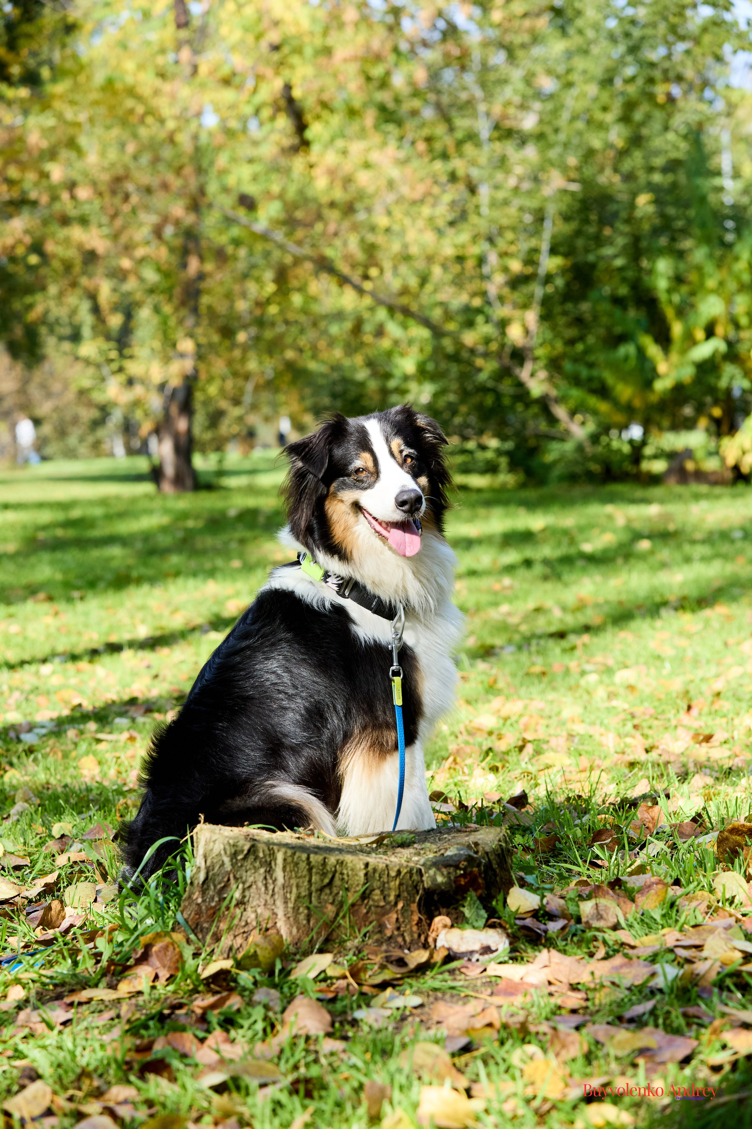 Басенджи и Аусси 21.09.2025. Buyvolenko Andrey