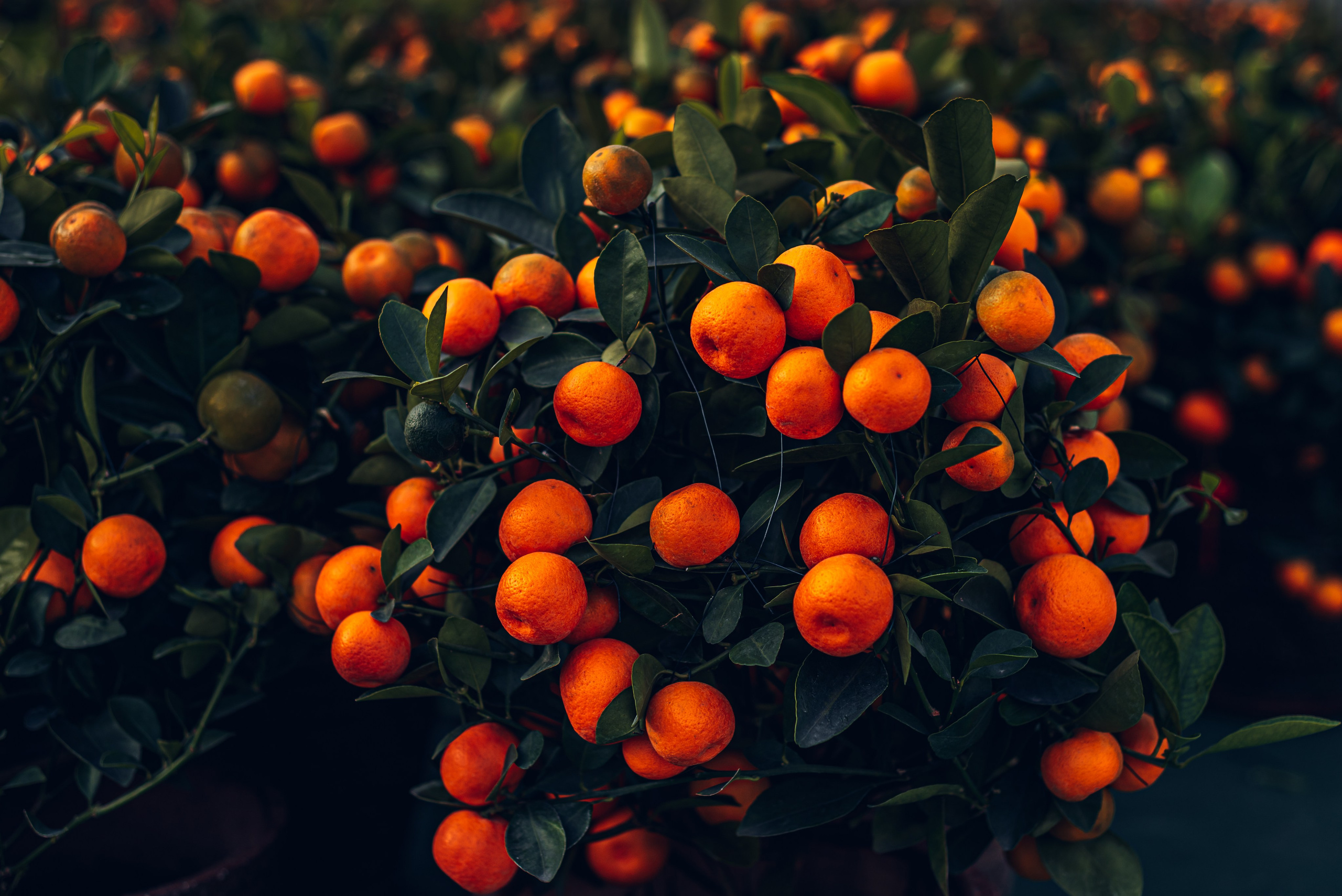 Путешествие рекламного фотографа из Гуанчжоу по Гонконгу 2 | Истории и вдохновение. Коммерческий и предметный фотограф в Гуанчжоу Коваленко Александр