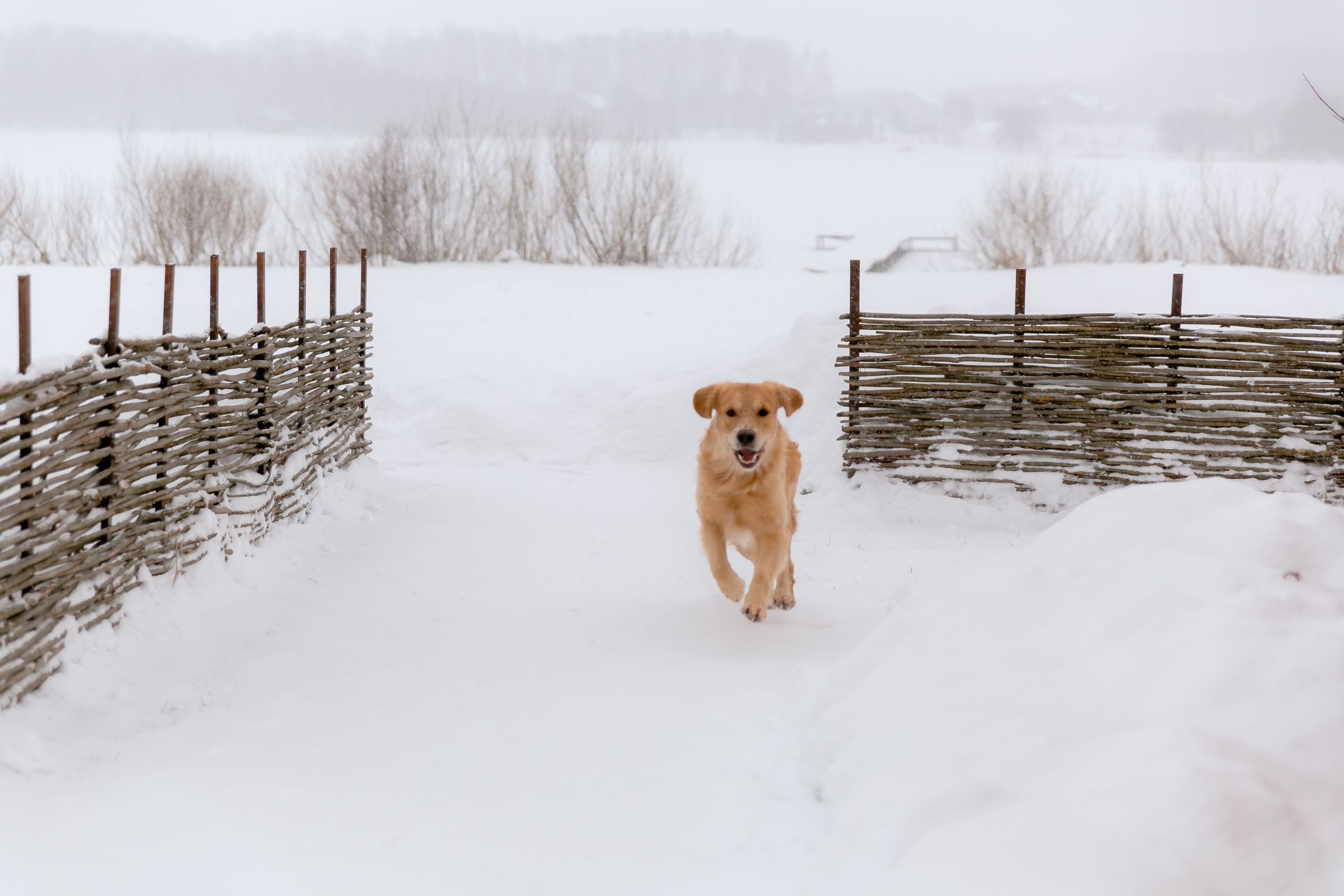 Новогодня сказка. База отдыха Осетрово. Школьный фотограф в Туле Светлана Привезенцева