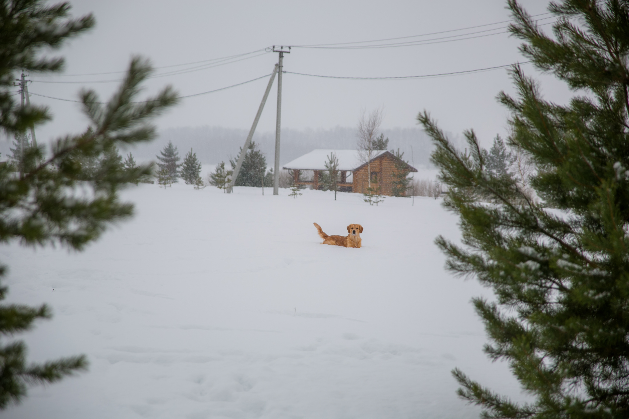 Новогодня сказка. База отдыха Осетрово. Школьный фотограф в Туле Светлана Привезенцева